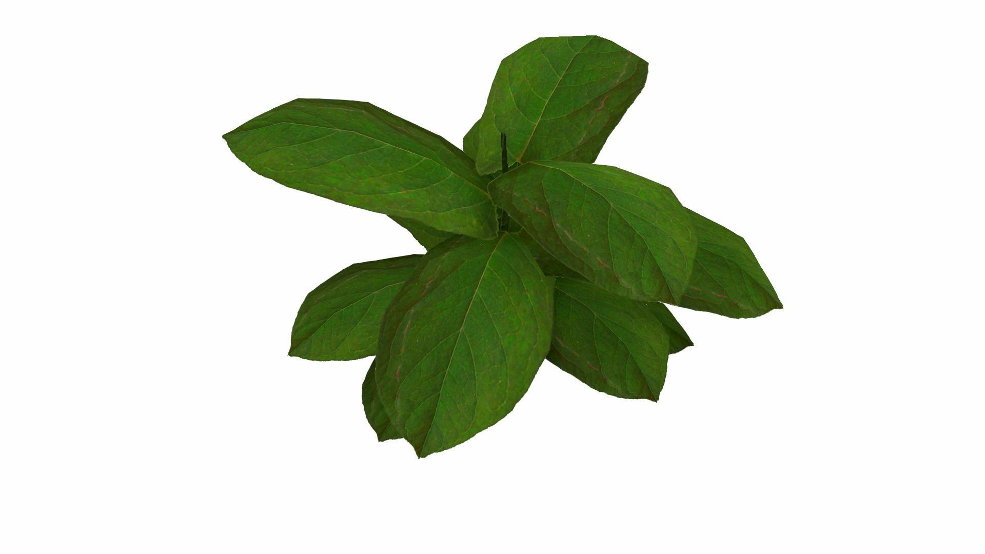 Ground Plant Low-poly 3D model_9