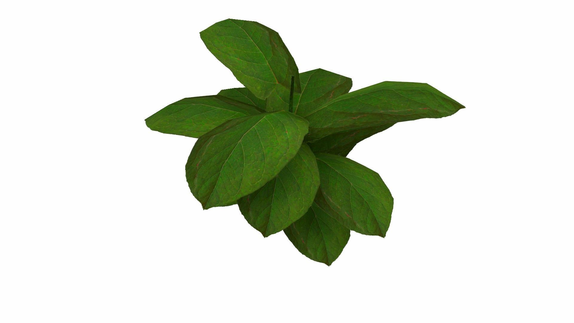 Ground Plant Low-poly 3D model_19
