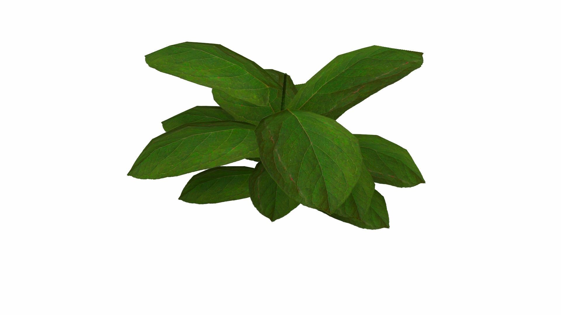 Ground Plant Low-poly 3D model_21