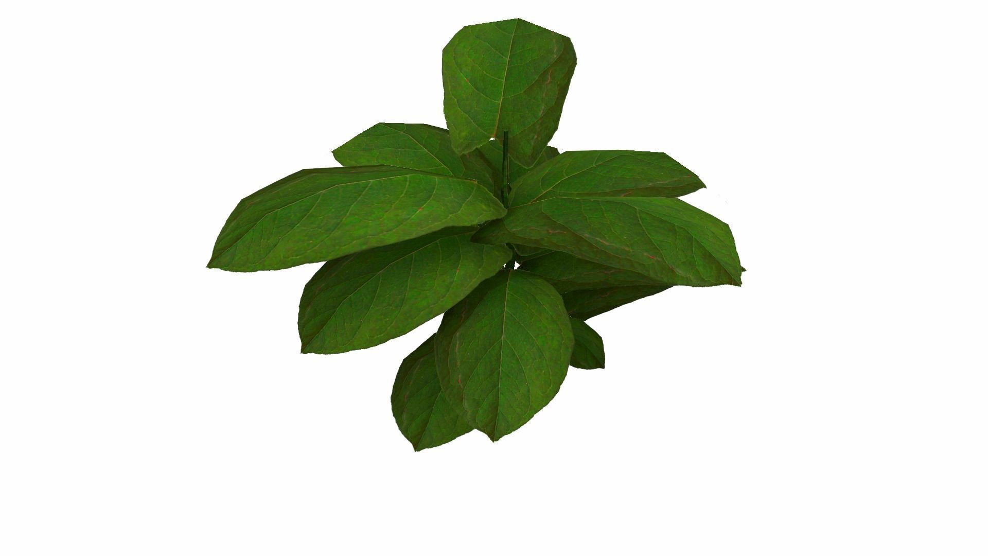 Ground Plant Low-poly 3D model_17