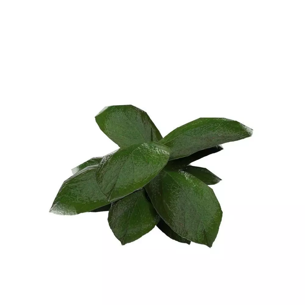 Ground Plant Low-poly 3D model_0