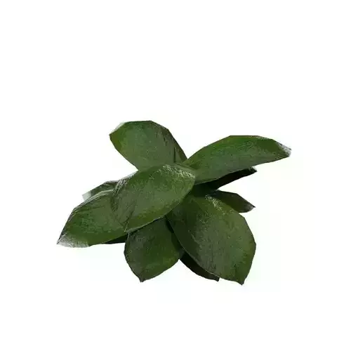 Ground Plant Low-poly 3D model