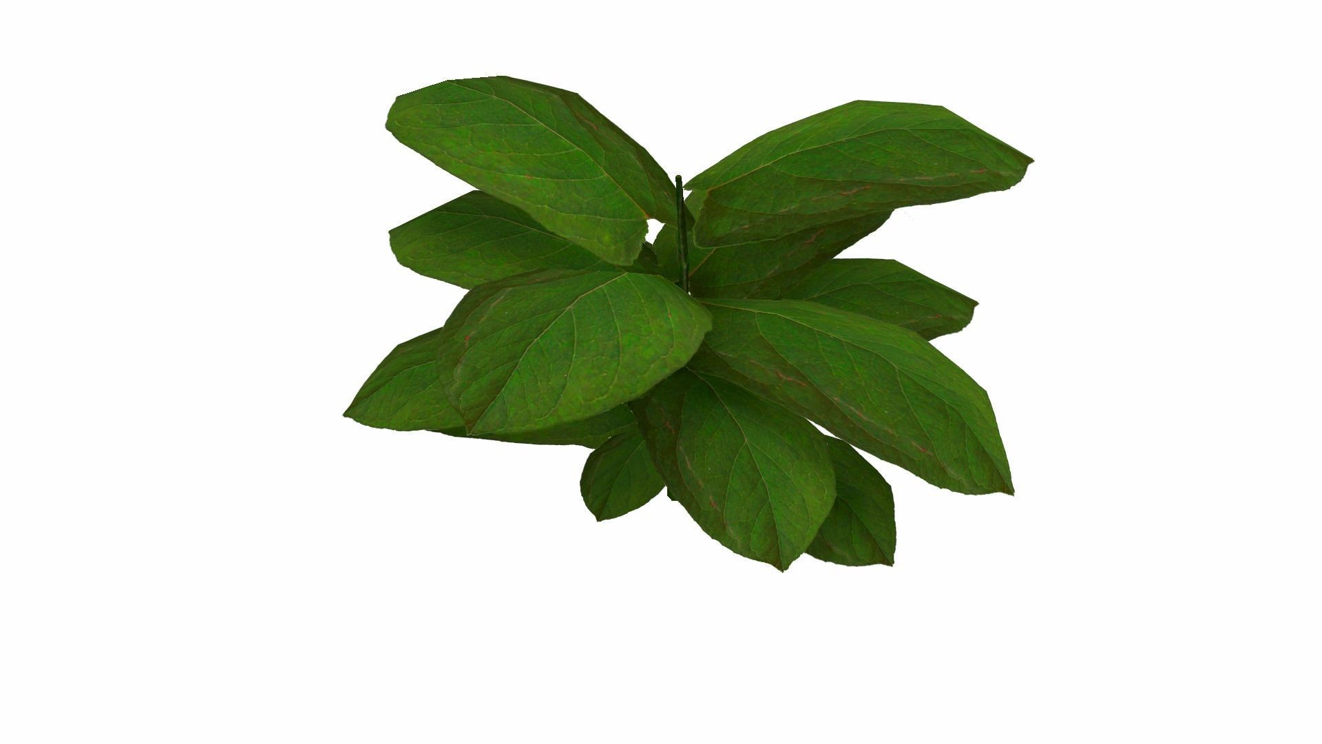 Ground Plant Low-poly 3D model_13
