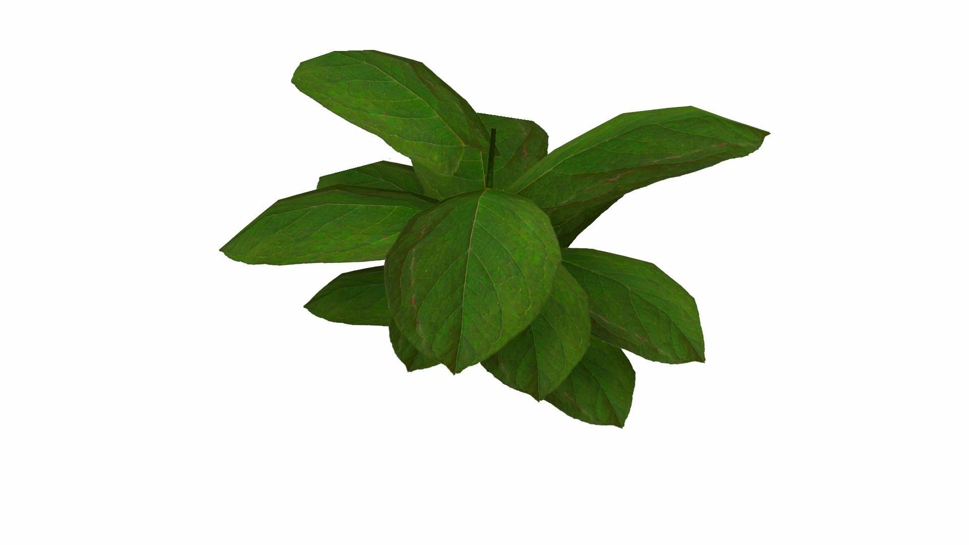 Ground Plant Low-poly 3D model_20