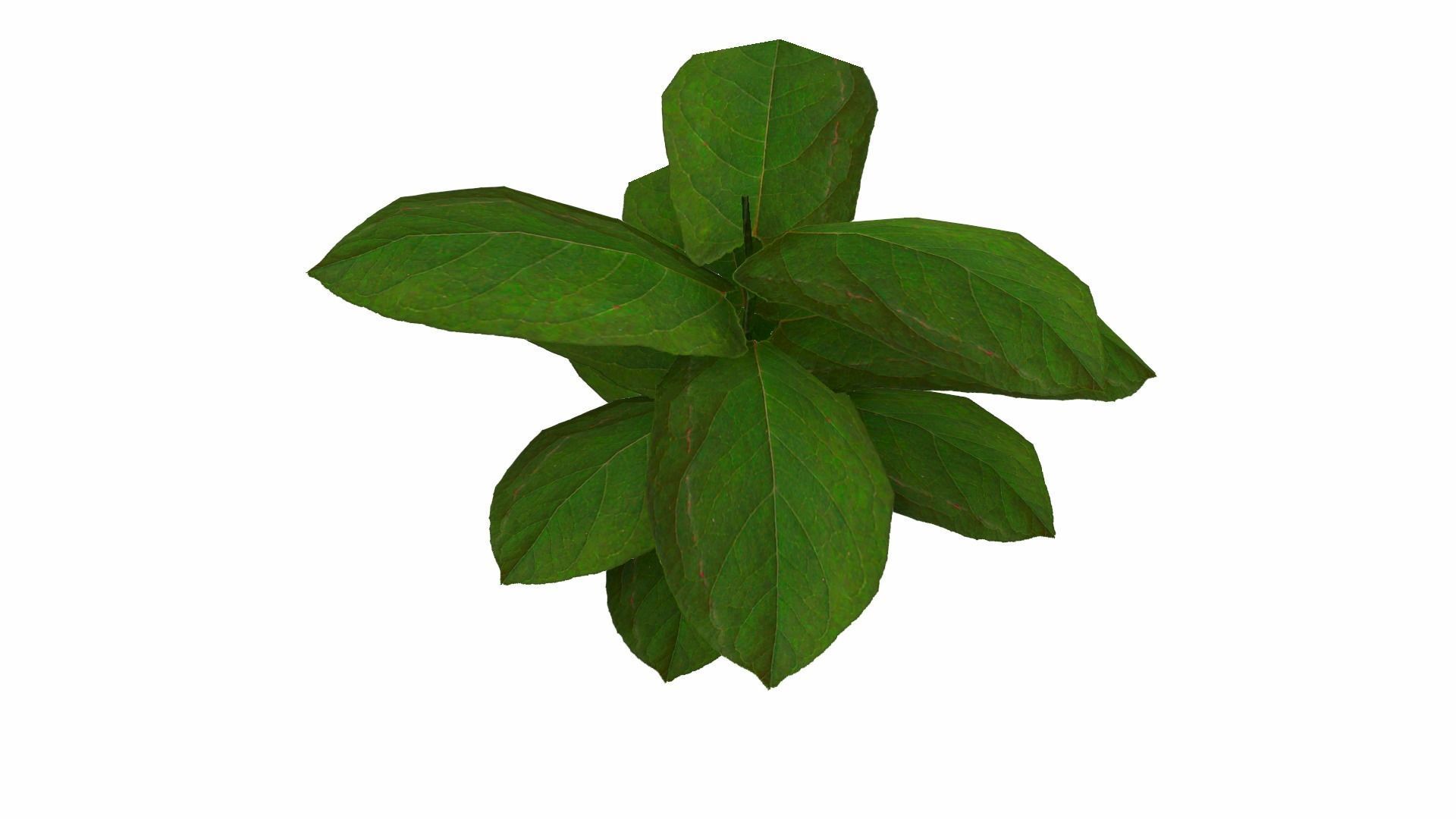 Ground Plant Low-poly 3D model_10