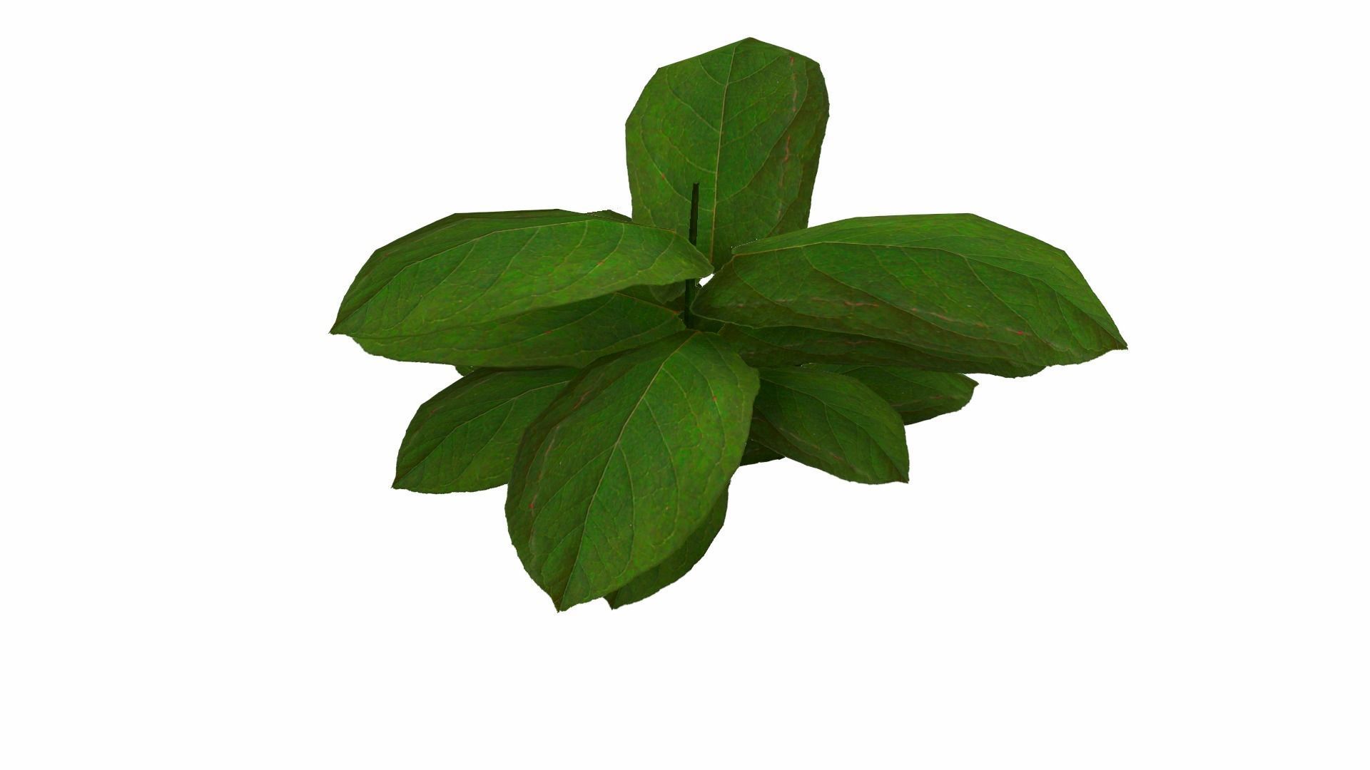 Ground Plant Low-poly 3D model_24