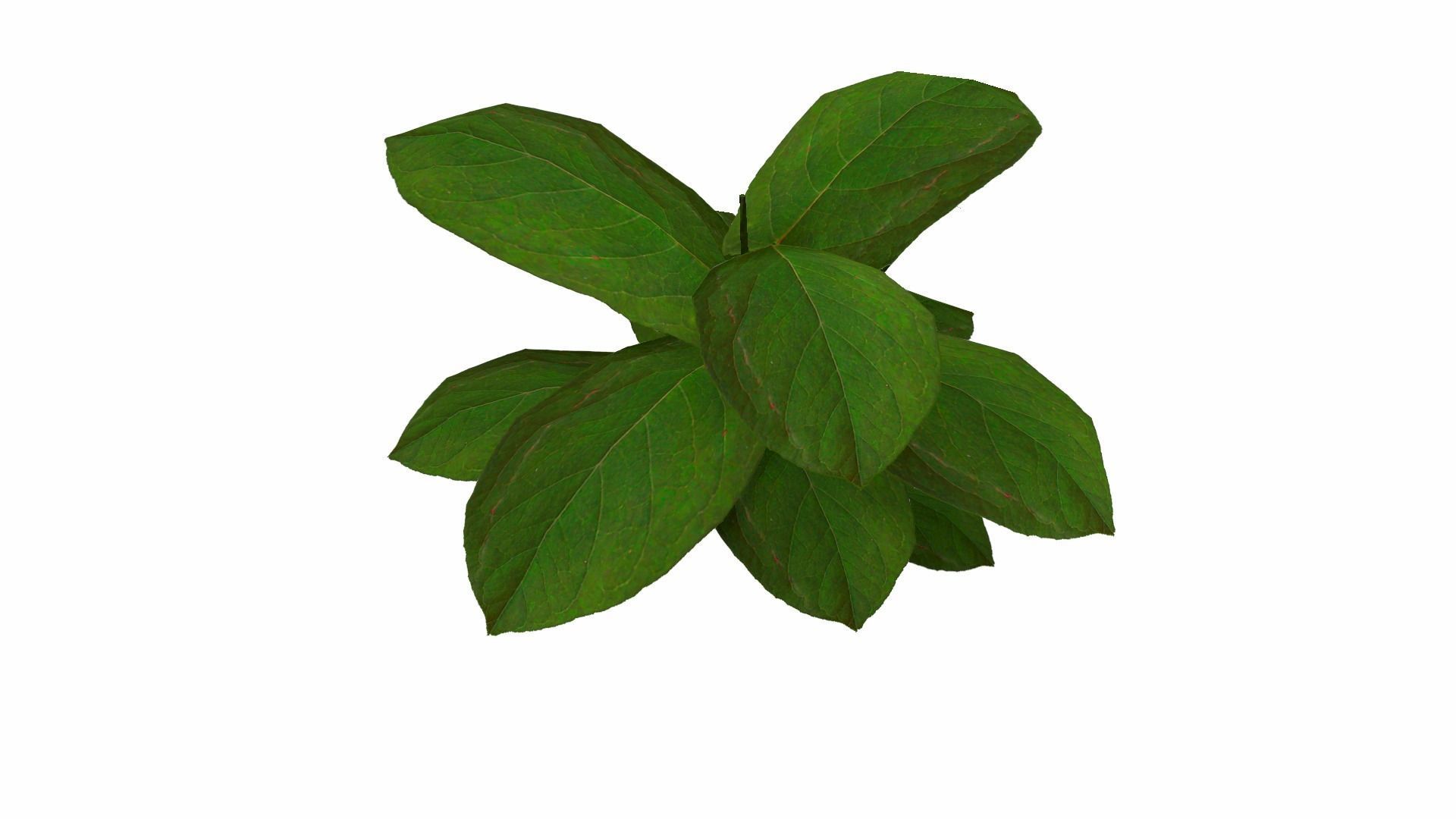 Ground Plant Low-poly 3D model_8