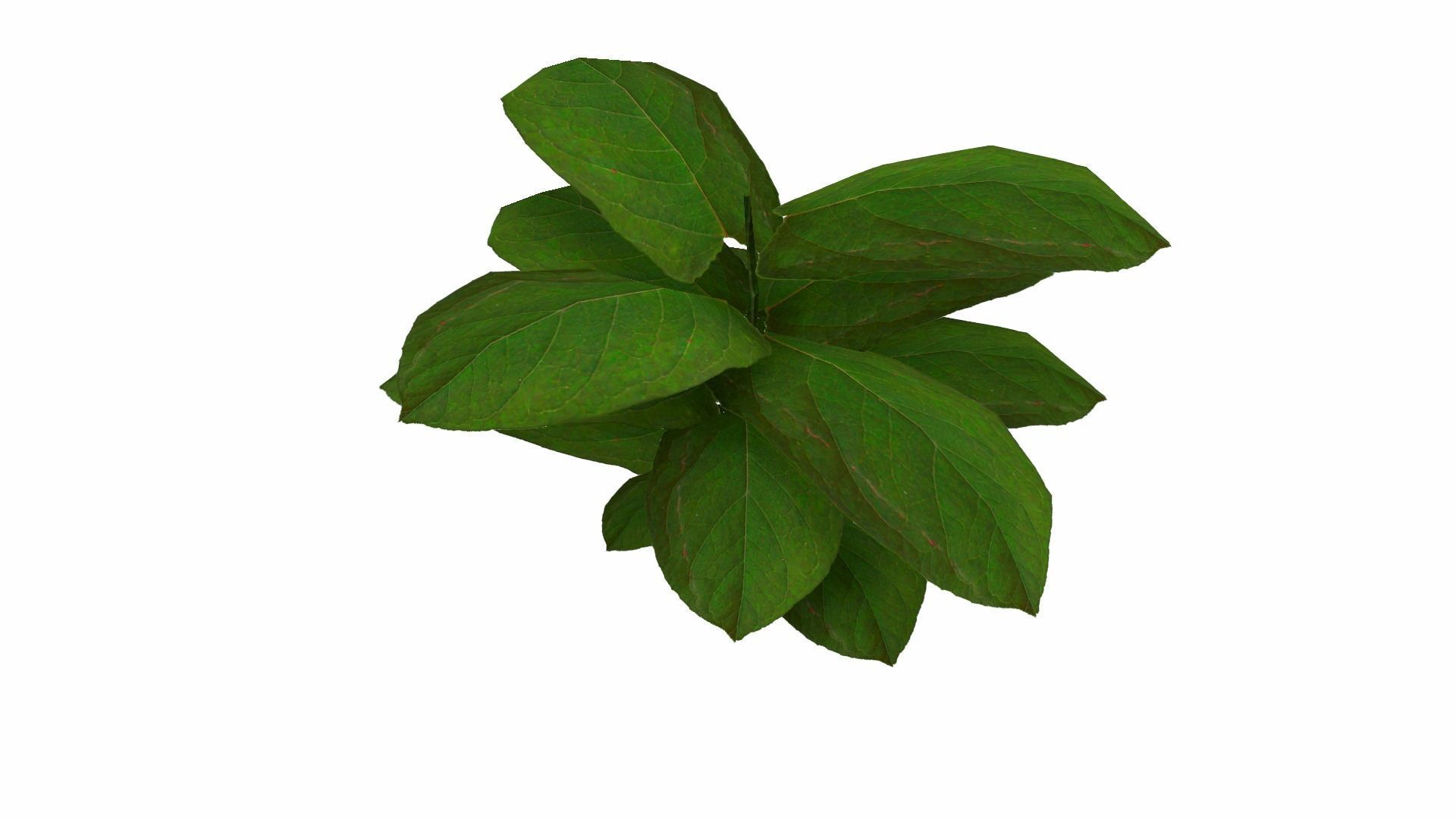 Ground Plant Low-poly 3D model_12