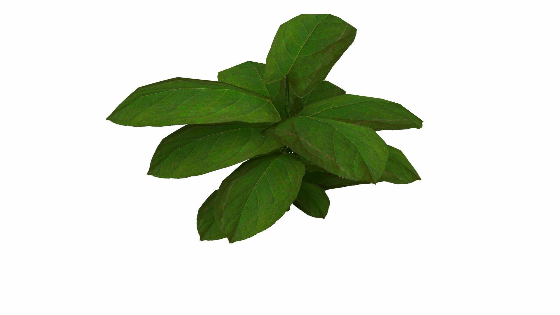Ground Plant Low-poly 3D model_16