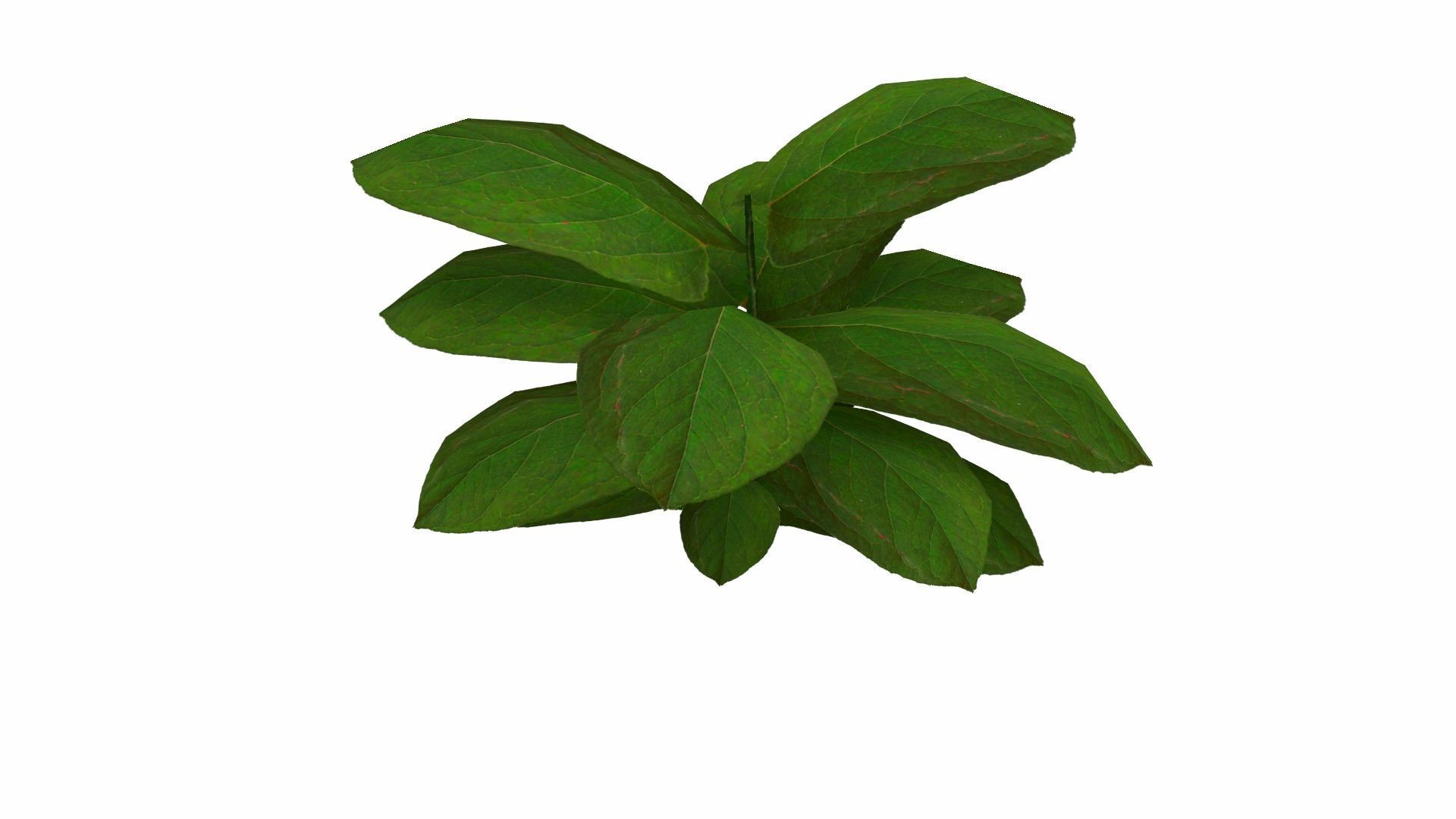 Ground Plant Low-poly 3D model_14