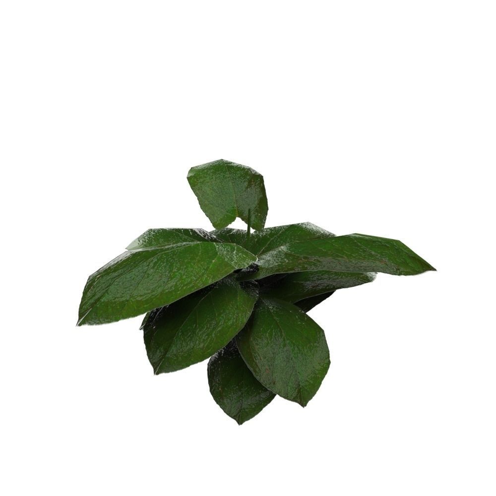 Ground Plant Low-poly 3D model_3