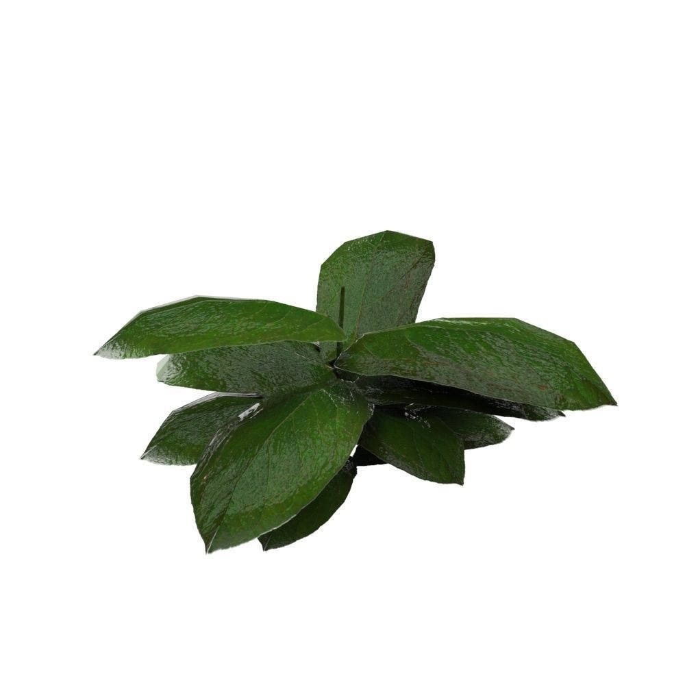 Ground Plant Low-poly 3D model_1