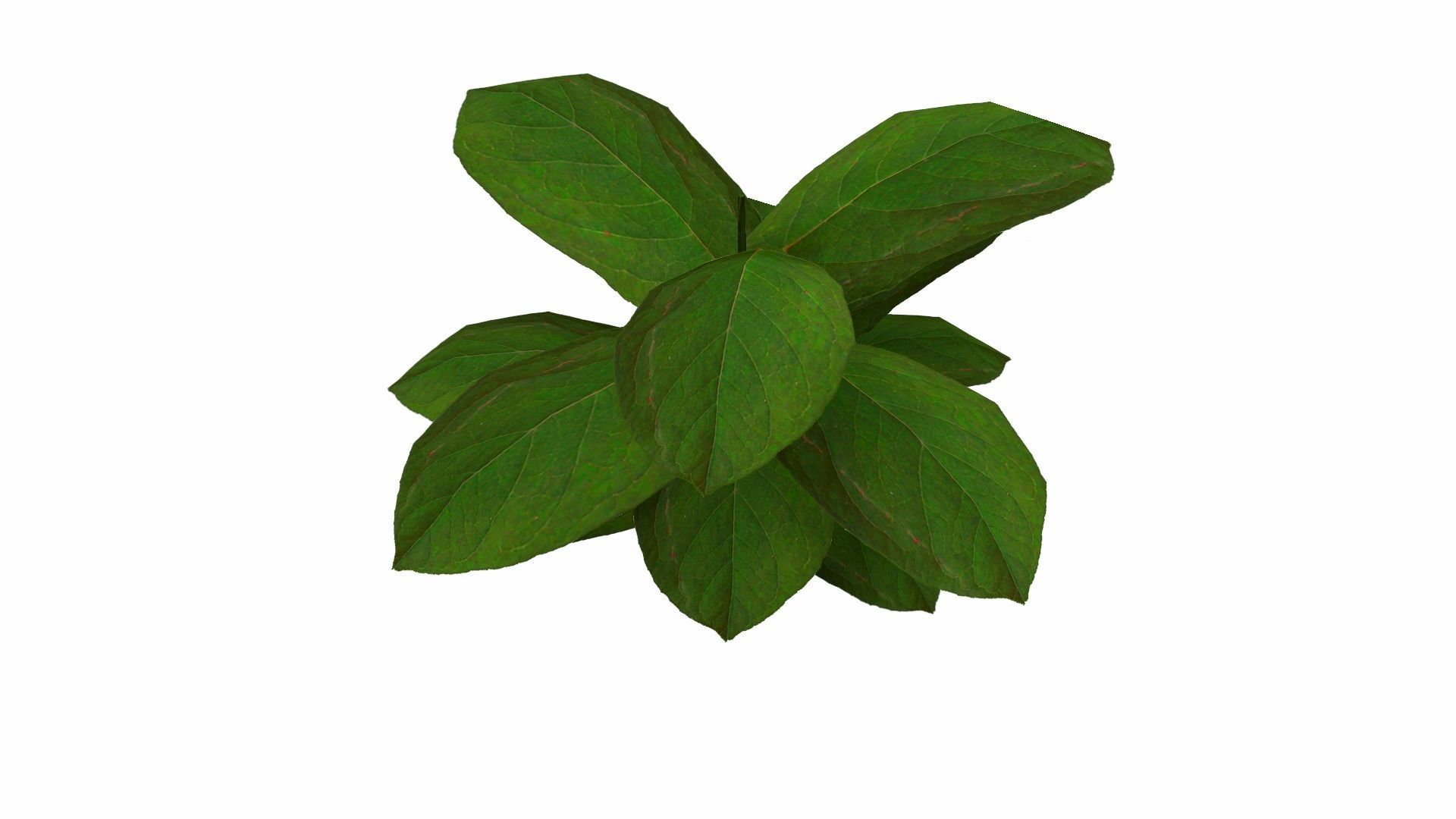Ground Plant Low-poly 3D model_7