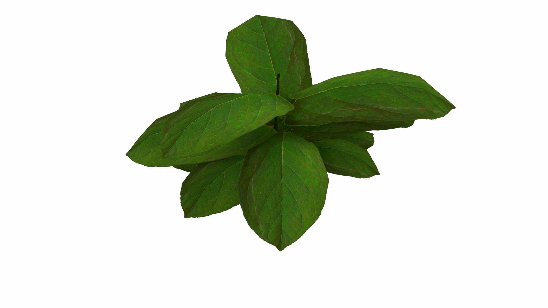 Ground Plant Low-poly 3D model_5