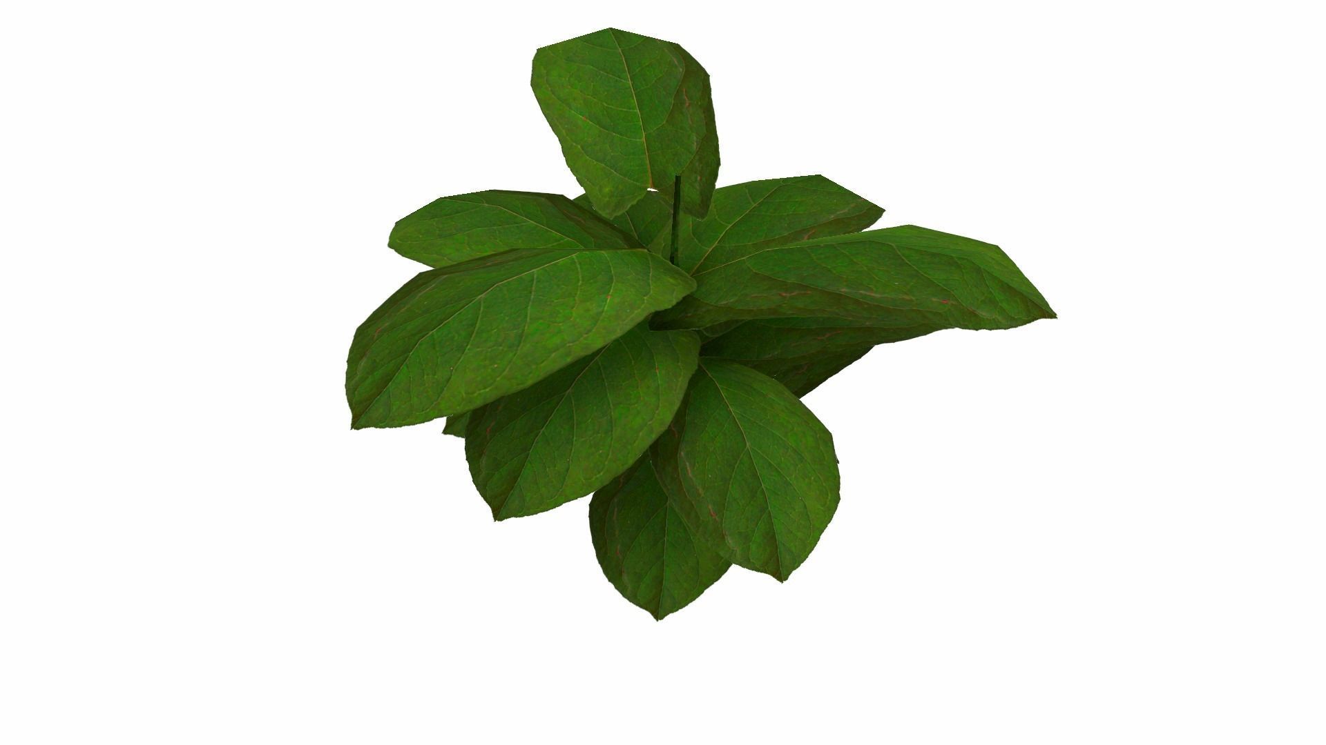Ground Plant Low-poly 3D model_18