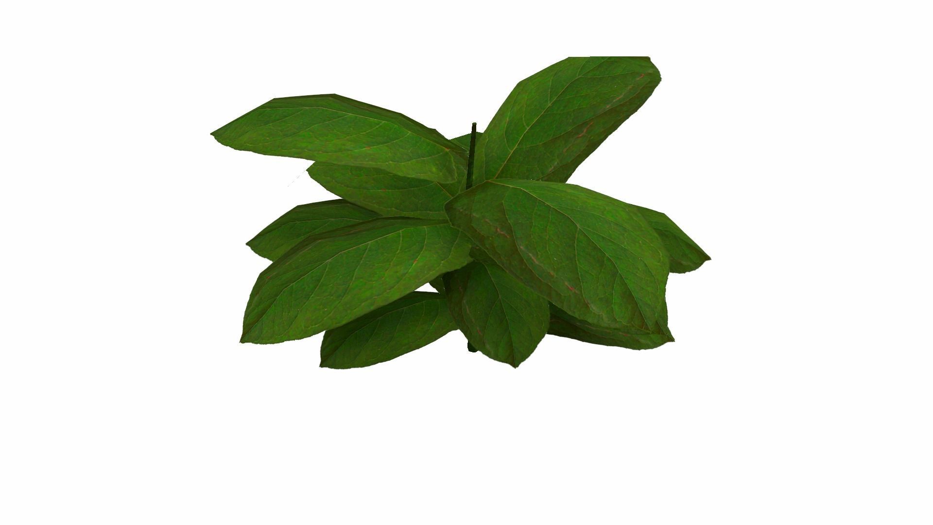 Ground Plant Low-poly 3D model_22