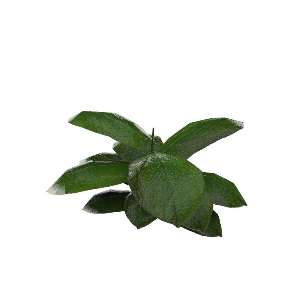 Ground Plant Low-poly 3D model_2