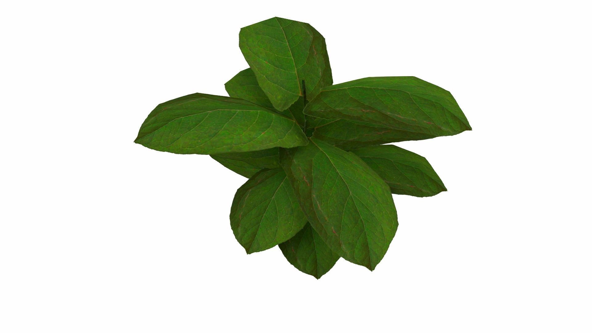 Ground Plant Low-poly 3D model_11