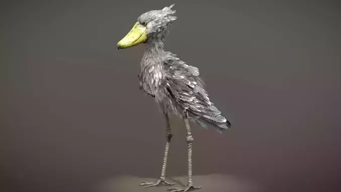 Shoebill 
