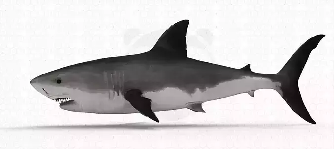 Shark