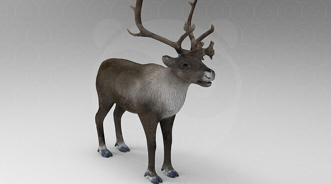 Reindeer Low-poly 3D model