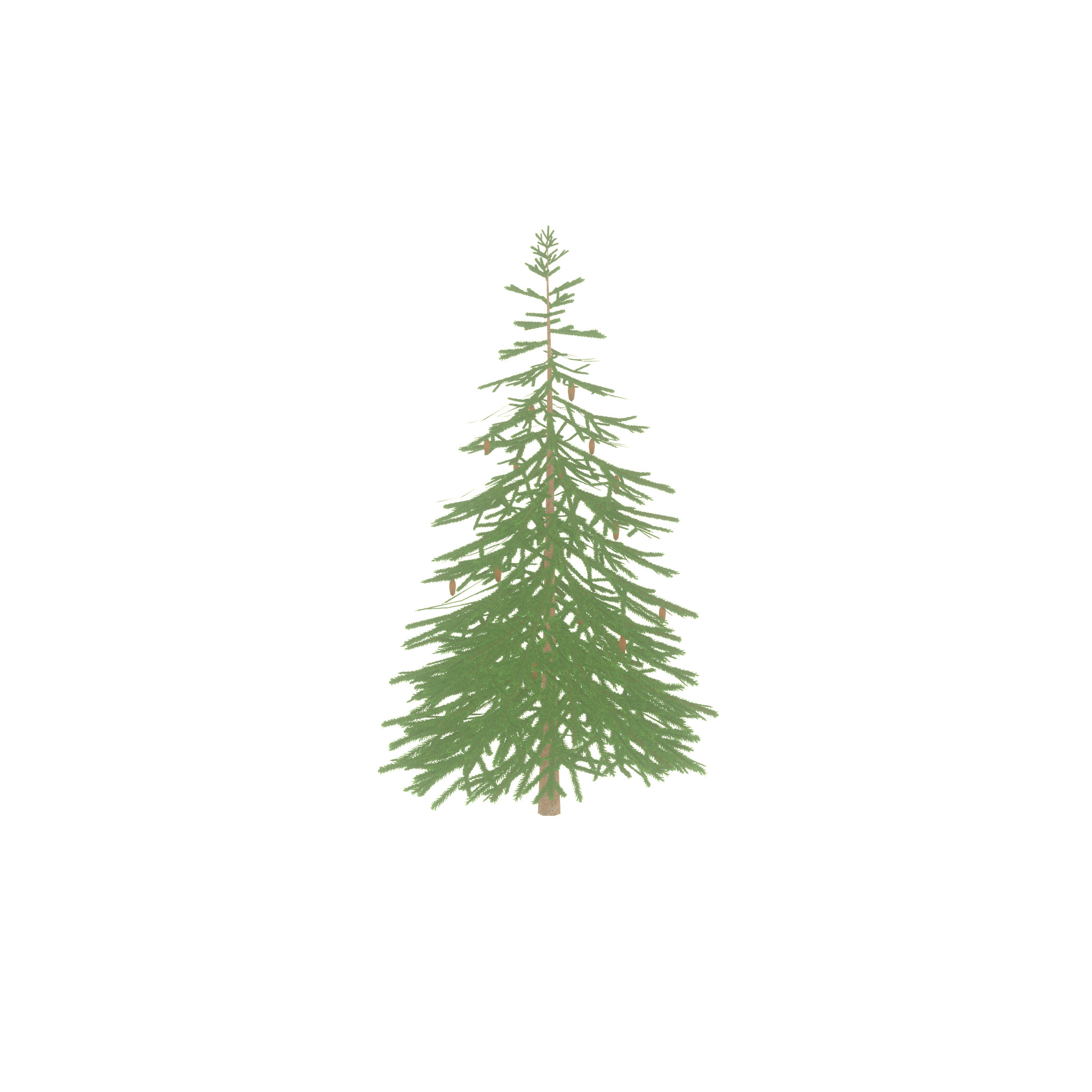 Spruce summer 4000mm Low-poly 3D model_23