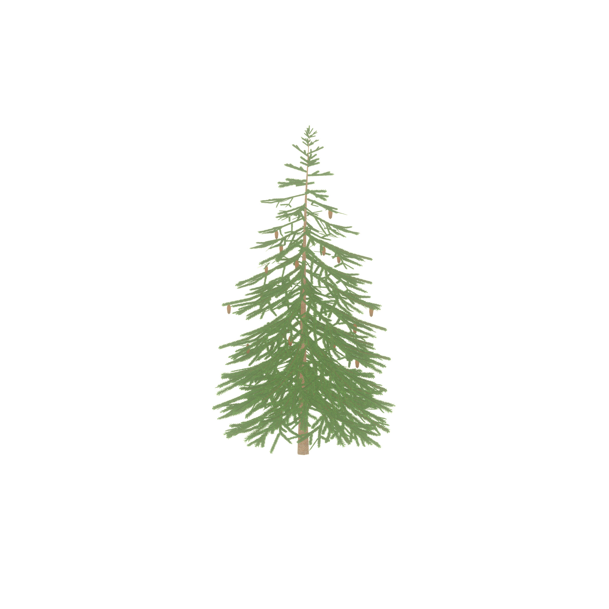 Spruce summer 4000mm Low-poly 3D model_21