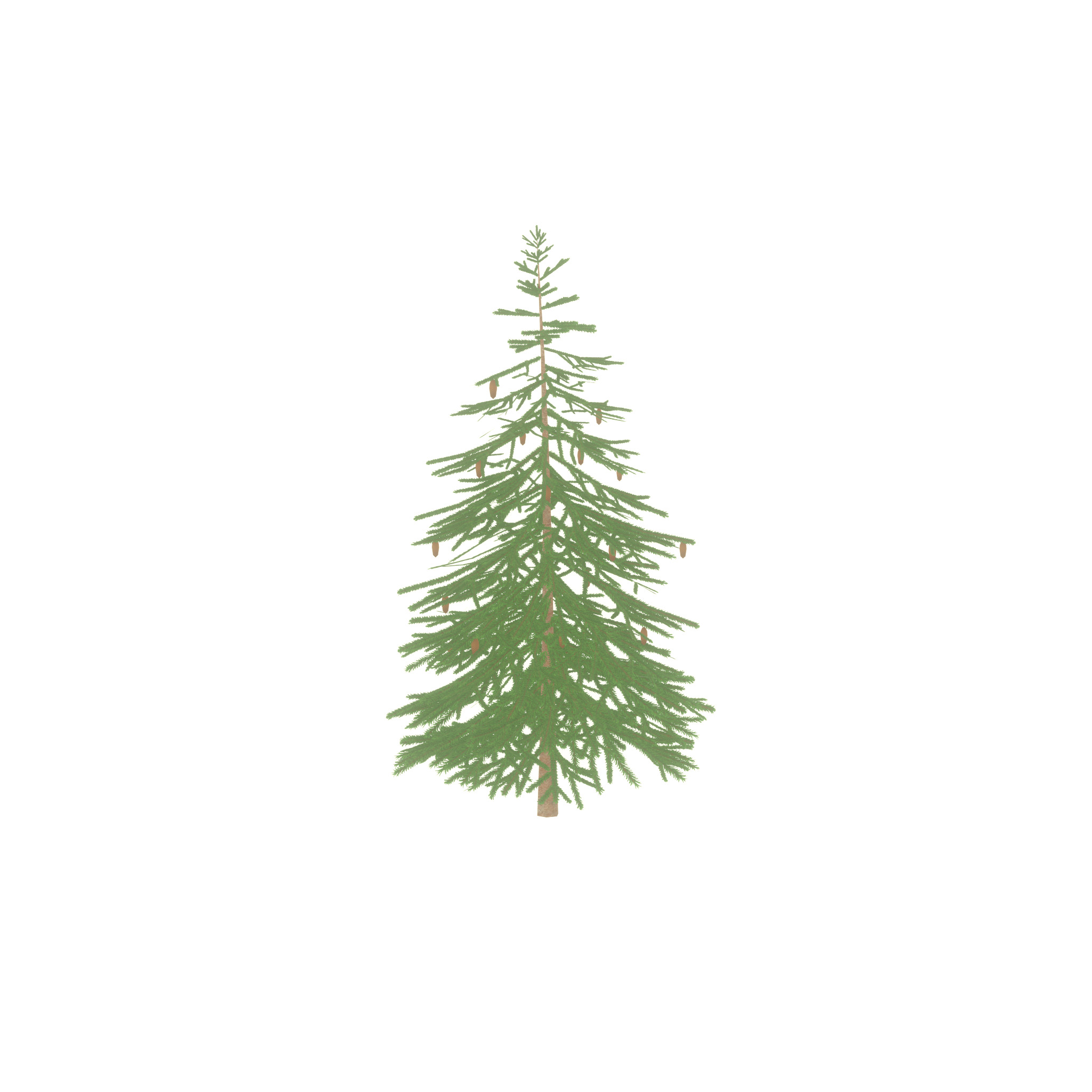 Spruce summer 4000mm Low-poly 3D model_33