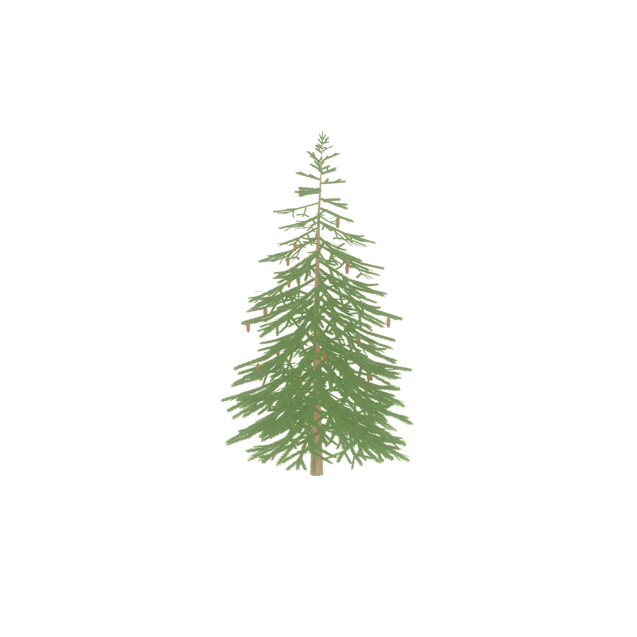 Spruce summer 4000mm Low-poly 3D model_49