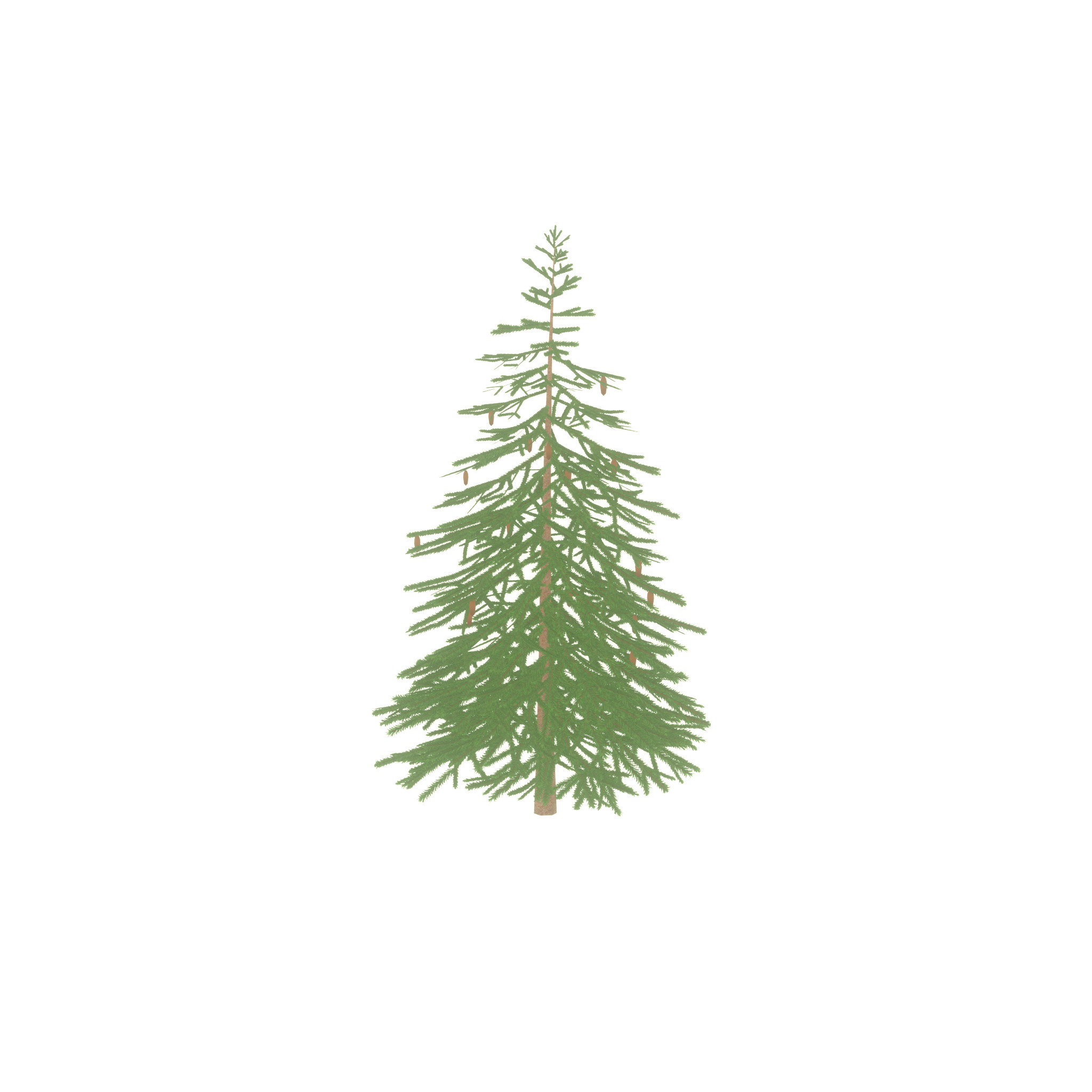 Spruce summer 4000mm Low-poly 3D model_51