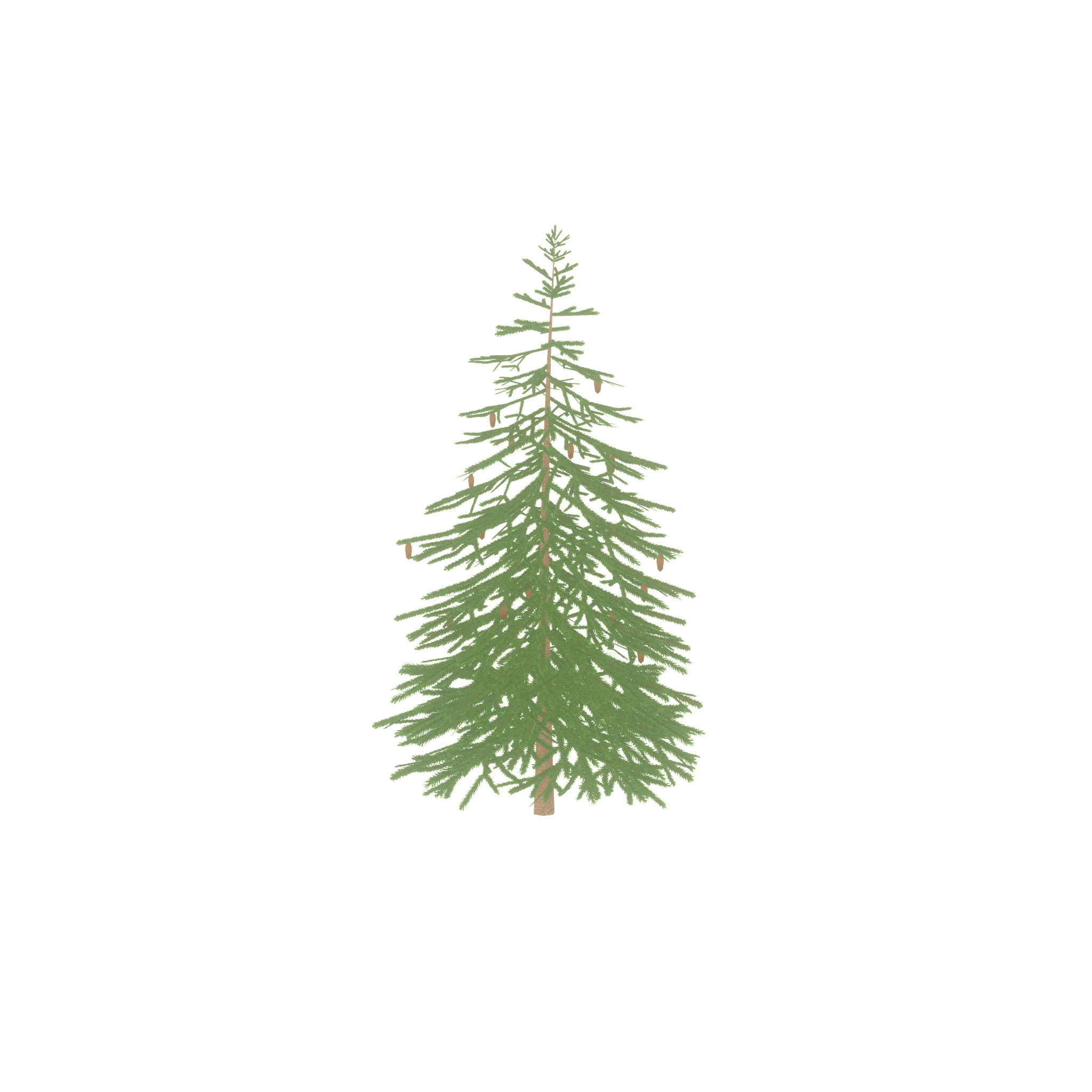 Spruce summer 4000mm Low-poly 3D model_32