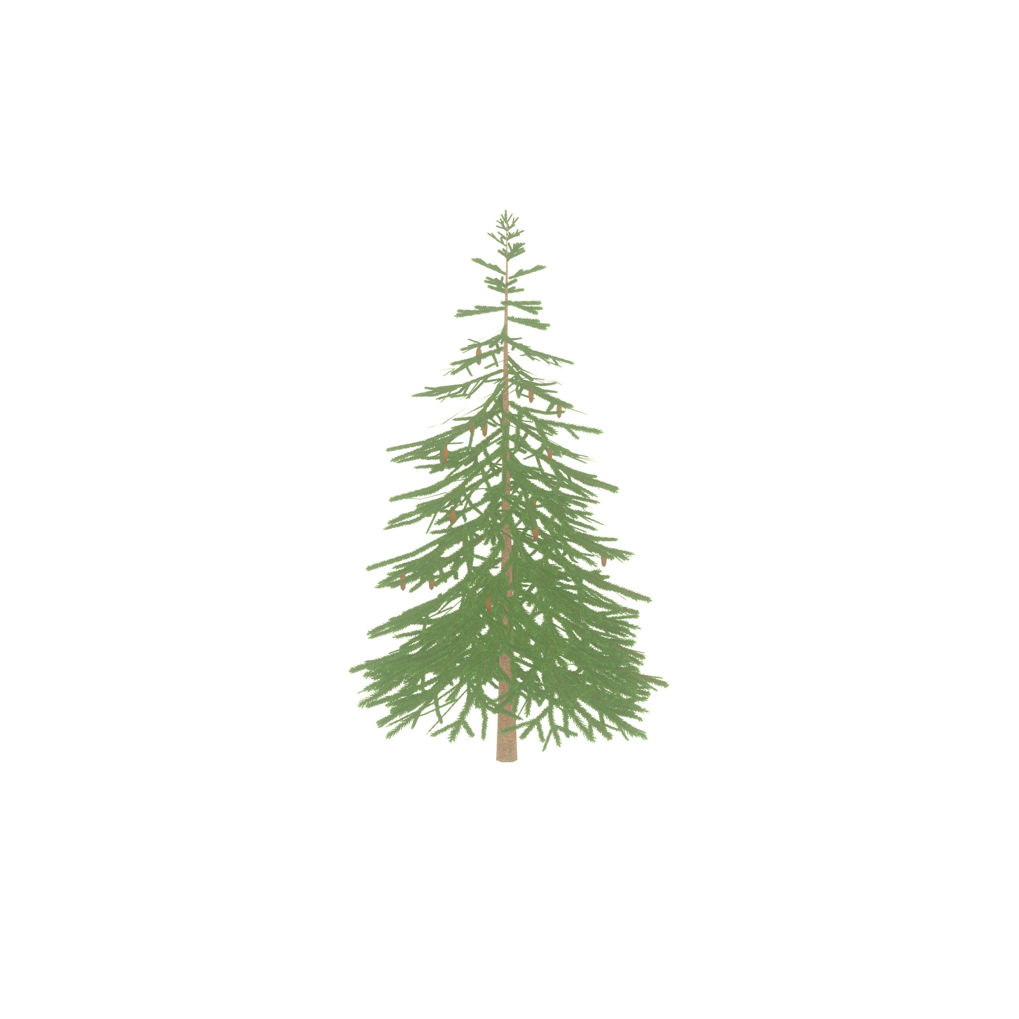 Spruce summer 4000mm Low-poly 3D model_41