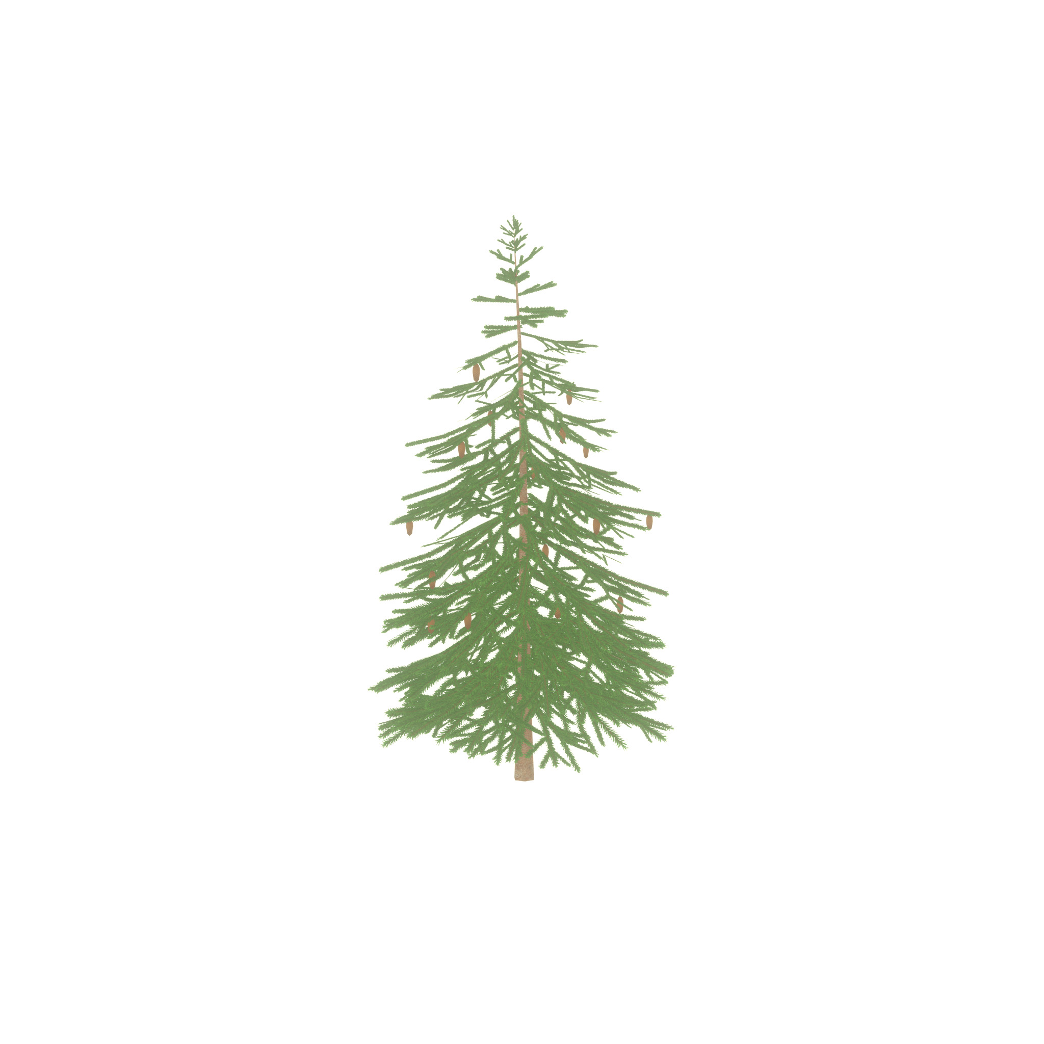 Spruce summer 4000mm Low-poly 3D model_31