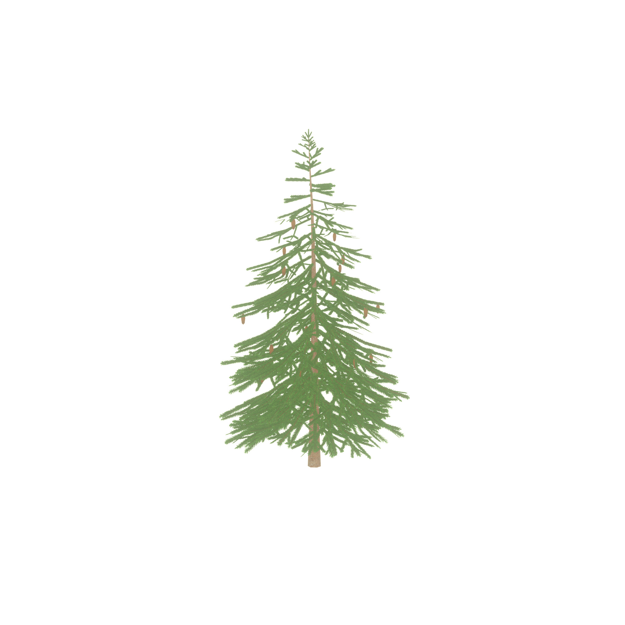 Spruce summer 4000mm Low-poly 3D model_29