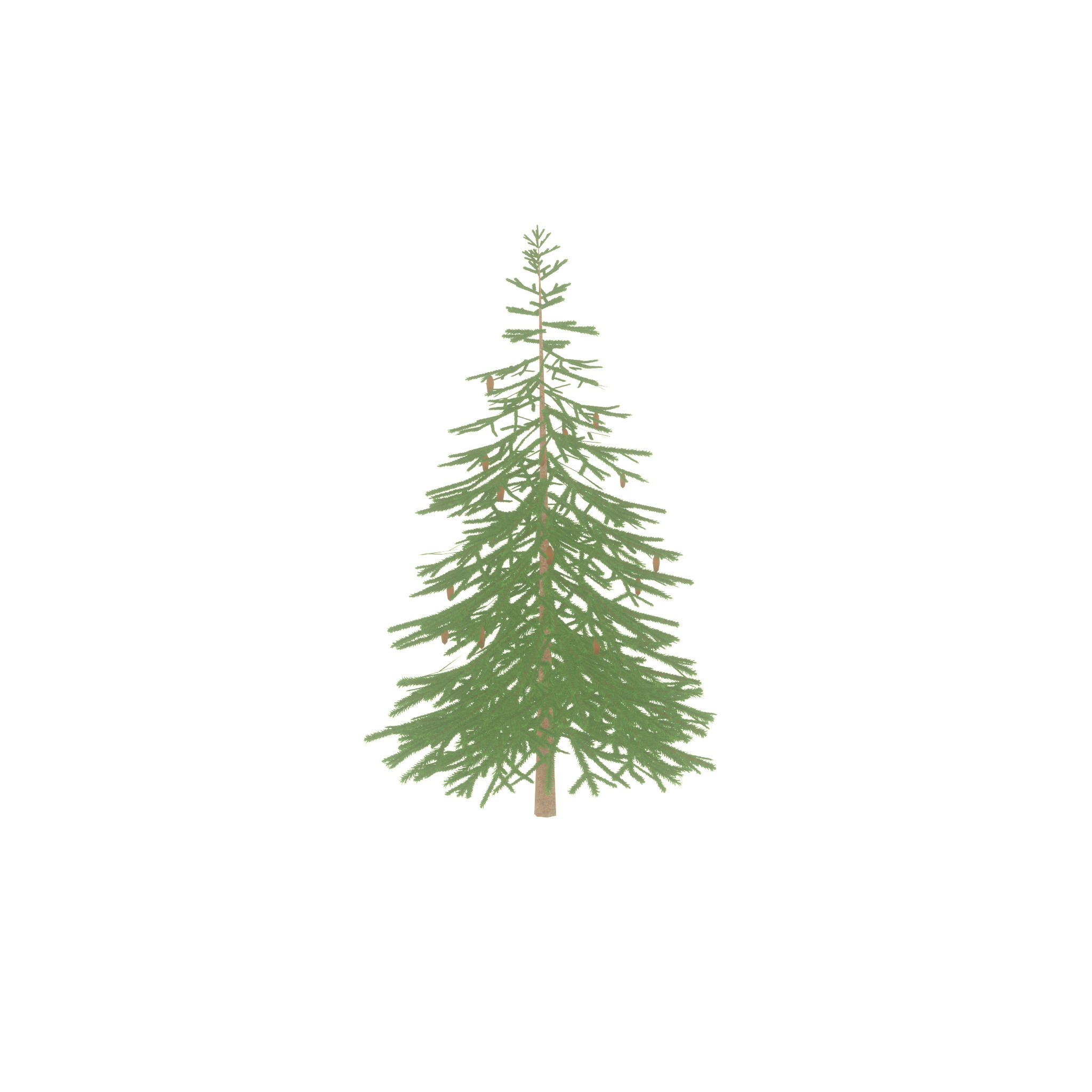 Spruce summer 4000mm Low-poly 3D model_37