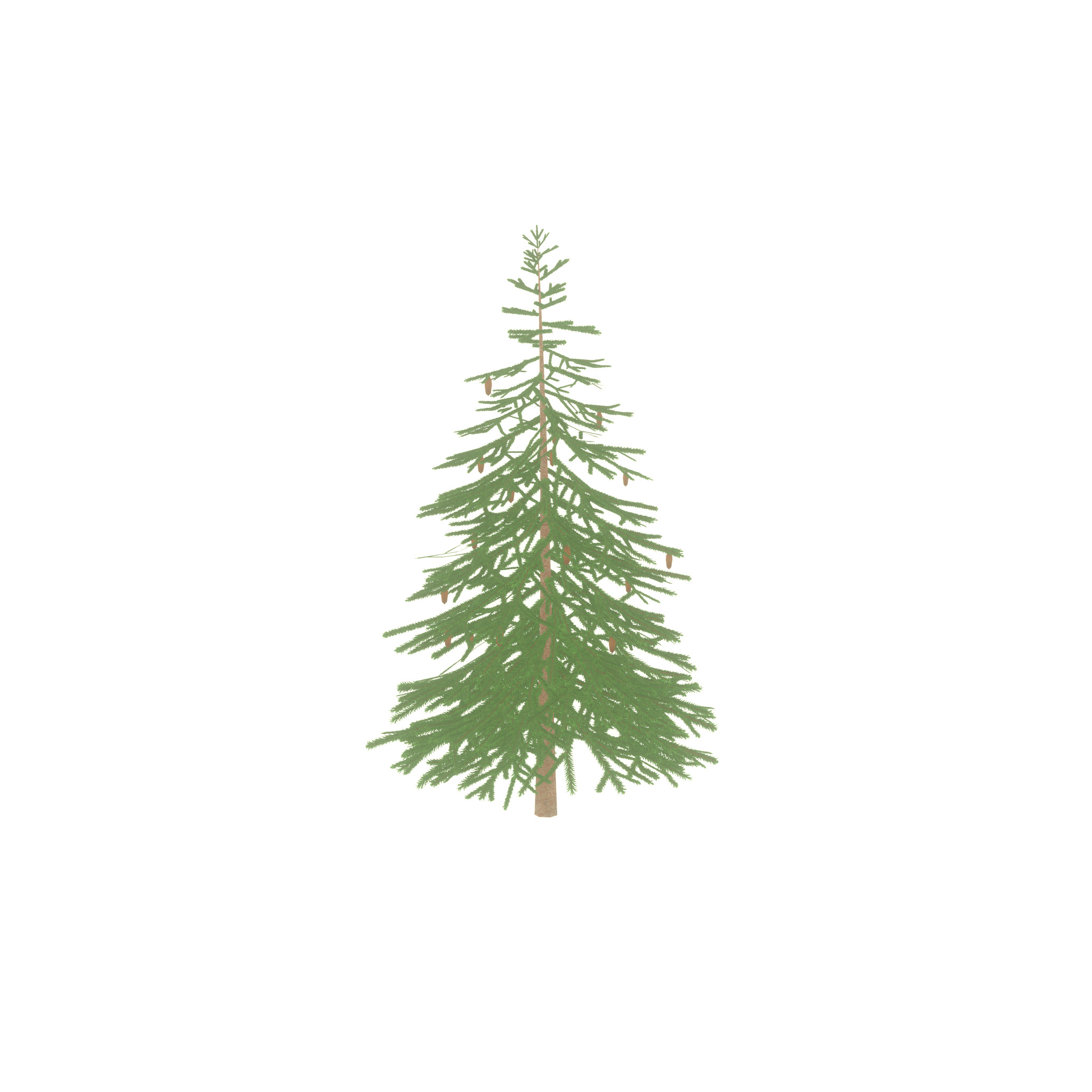 Spruce summer 4000mm Low-poly 3D model_36