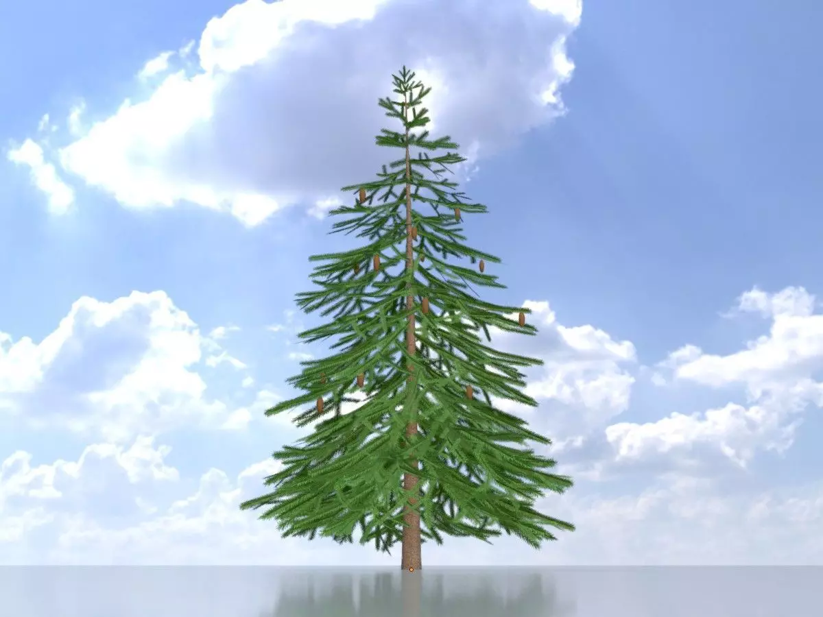 Spruce summer 4000mm Low-poly 3D model_0