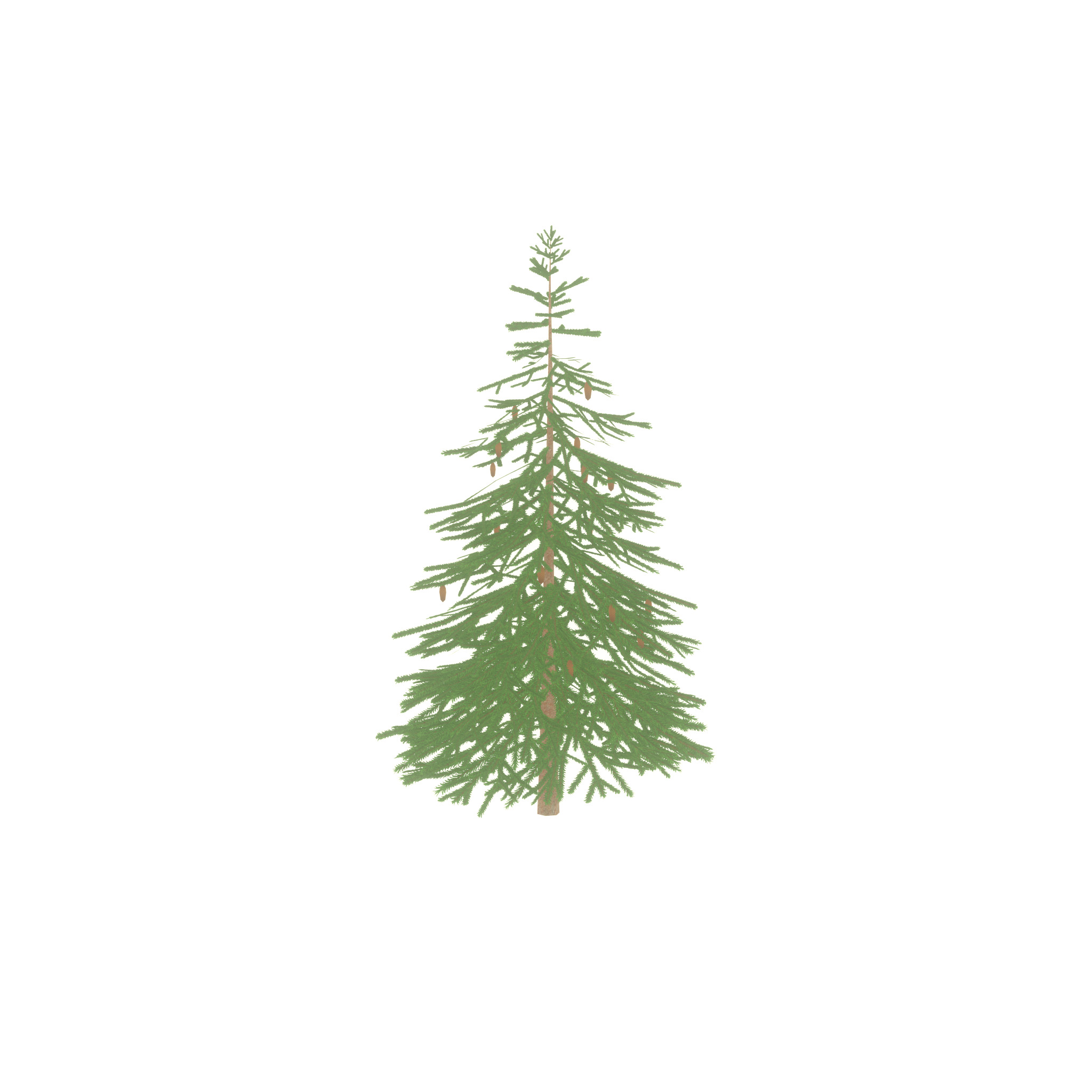Spruce summer 4000mm Low-poly 3D model_56