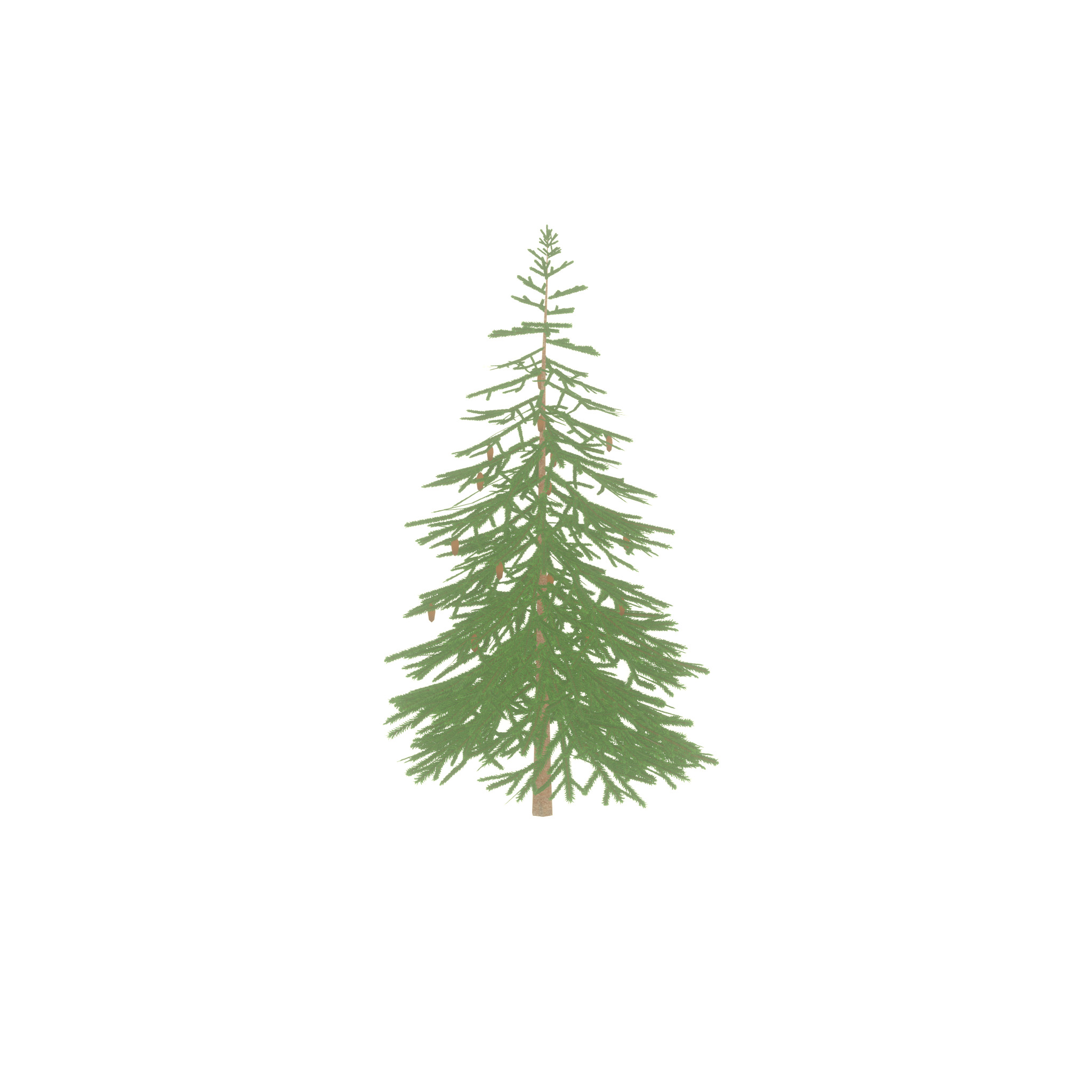 Spruce summer 4000mm Low-poly 3D model_45