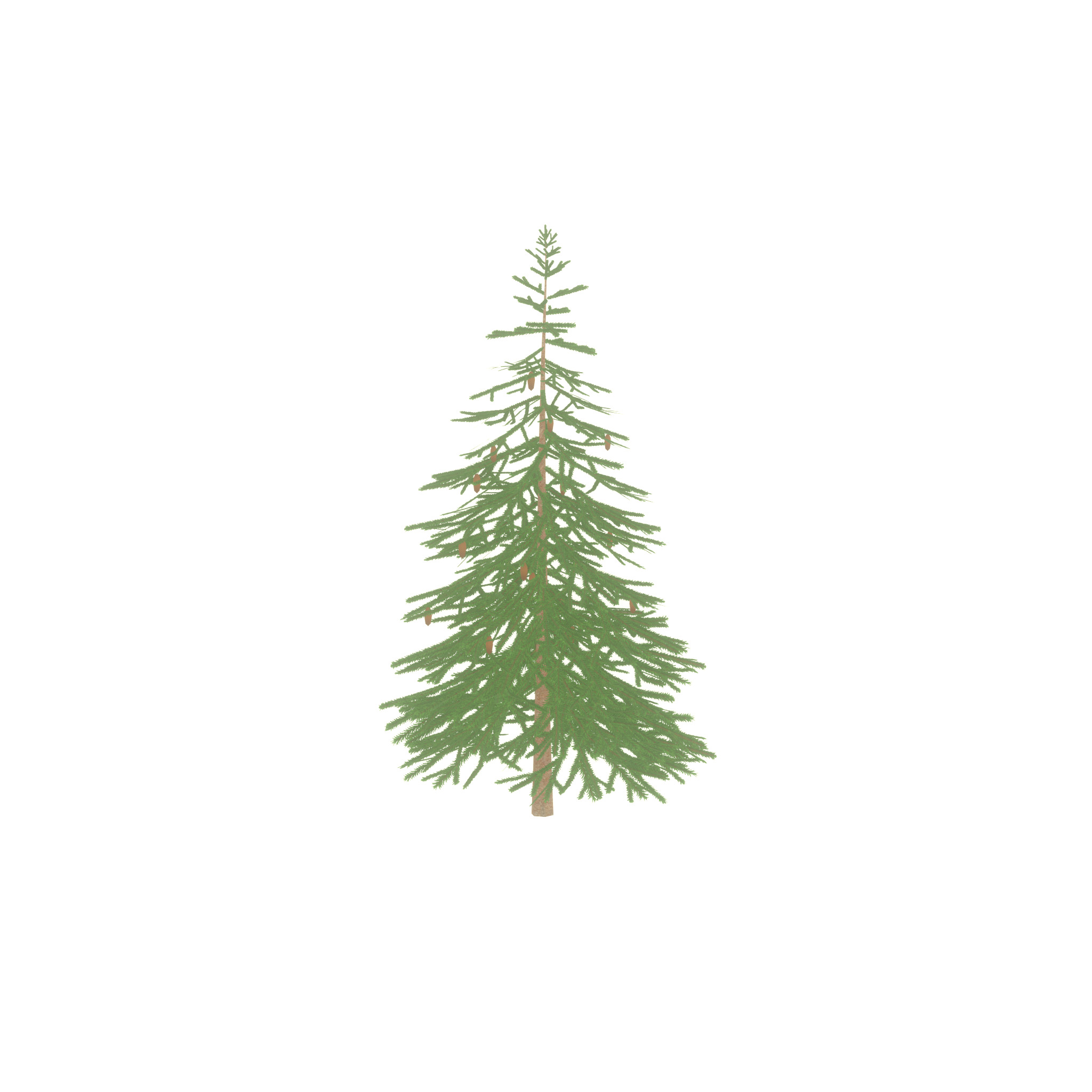 Spruce summer 4000mm Low-poly 3D model_44