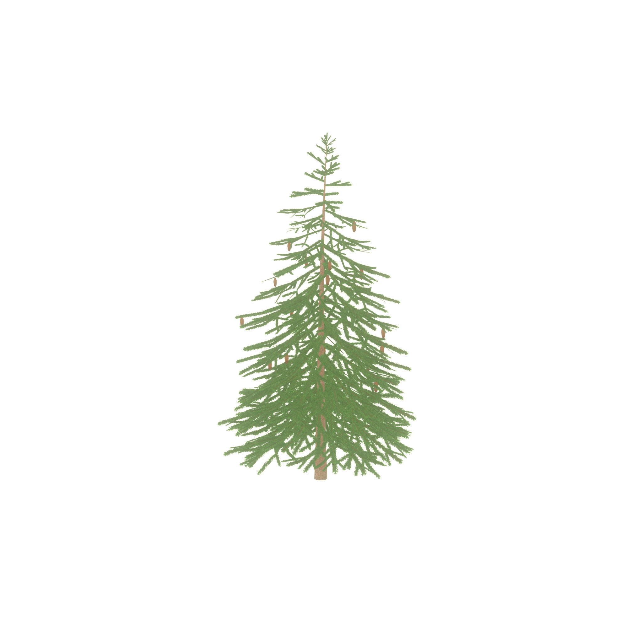 Spruce summer 4000mm Low-poly 3D model_43