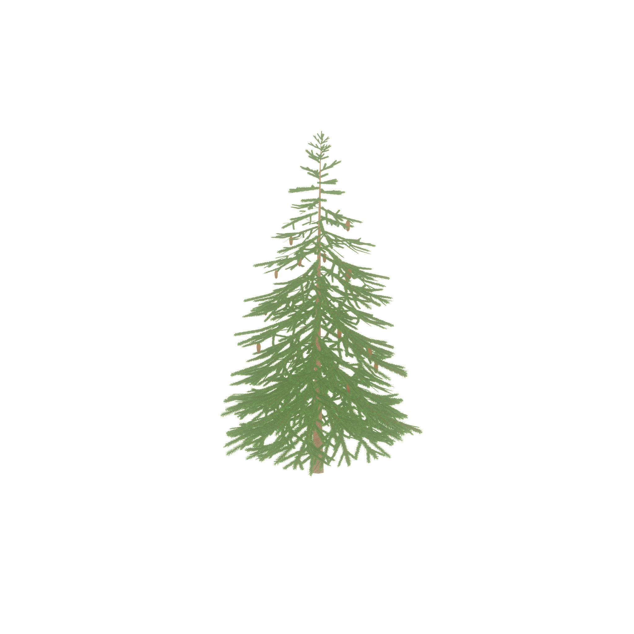 Spruce summer 4000mm Low-poly 3D model_54