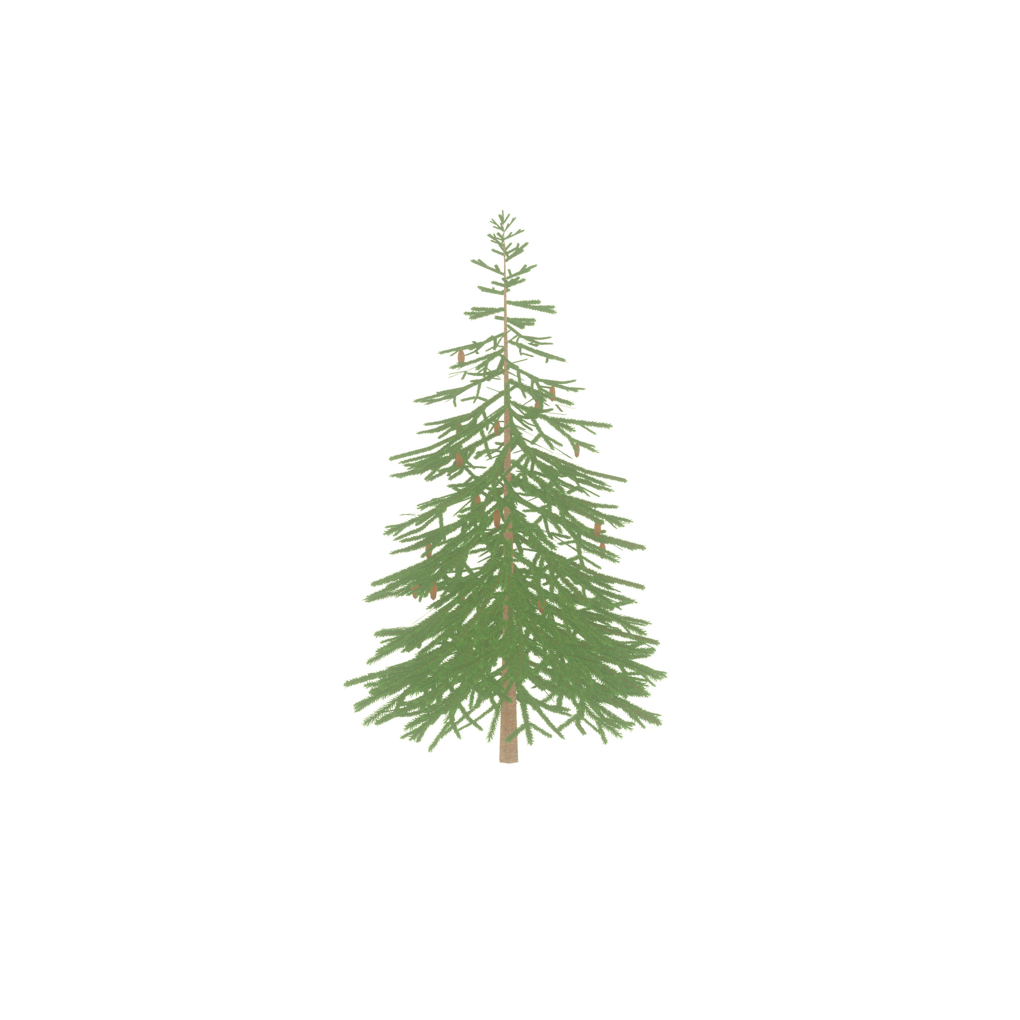 Spruce summer 4000mm Low-poly 3D model_38