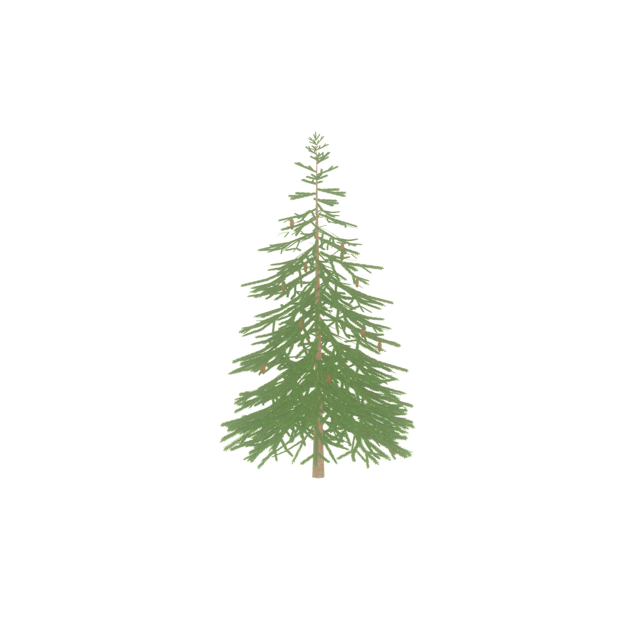Spruce summer 4000mm Low-poly 3D model_39