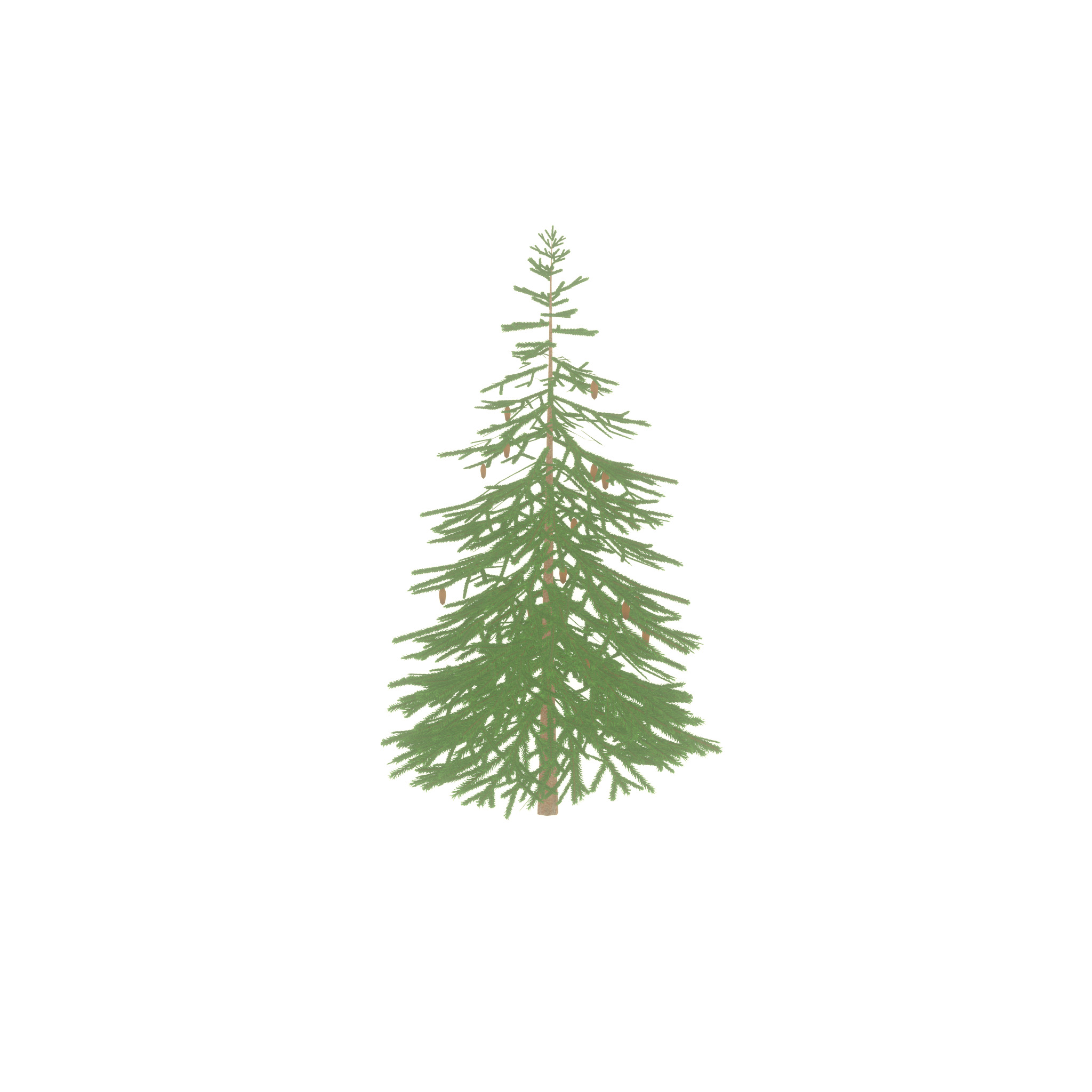 Spruce summer 4000mm Low-poly 3D model_55