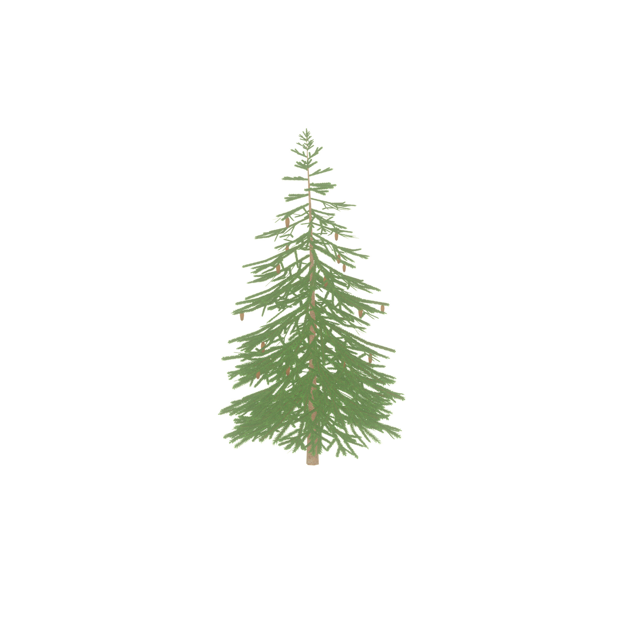 Spruce summer 4000mm Low-poly 3D model_30