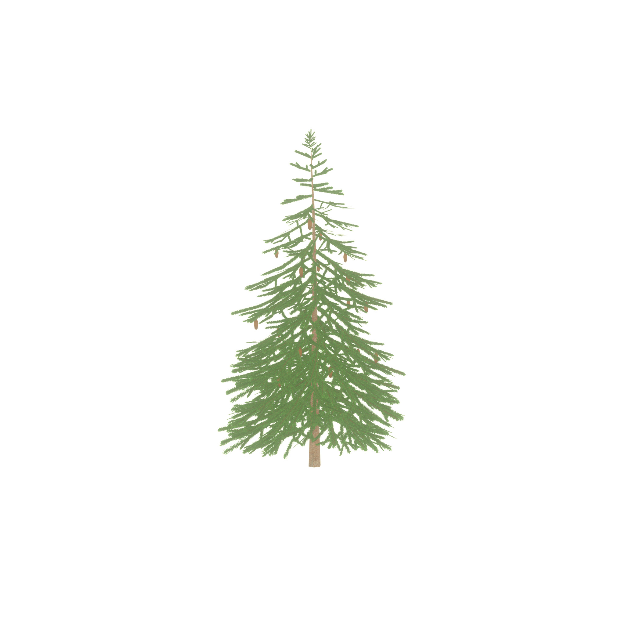 Spruce summer 4000mm Low-poly 3D model_26