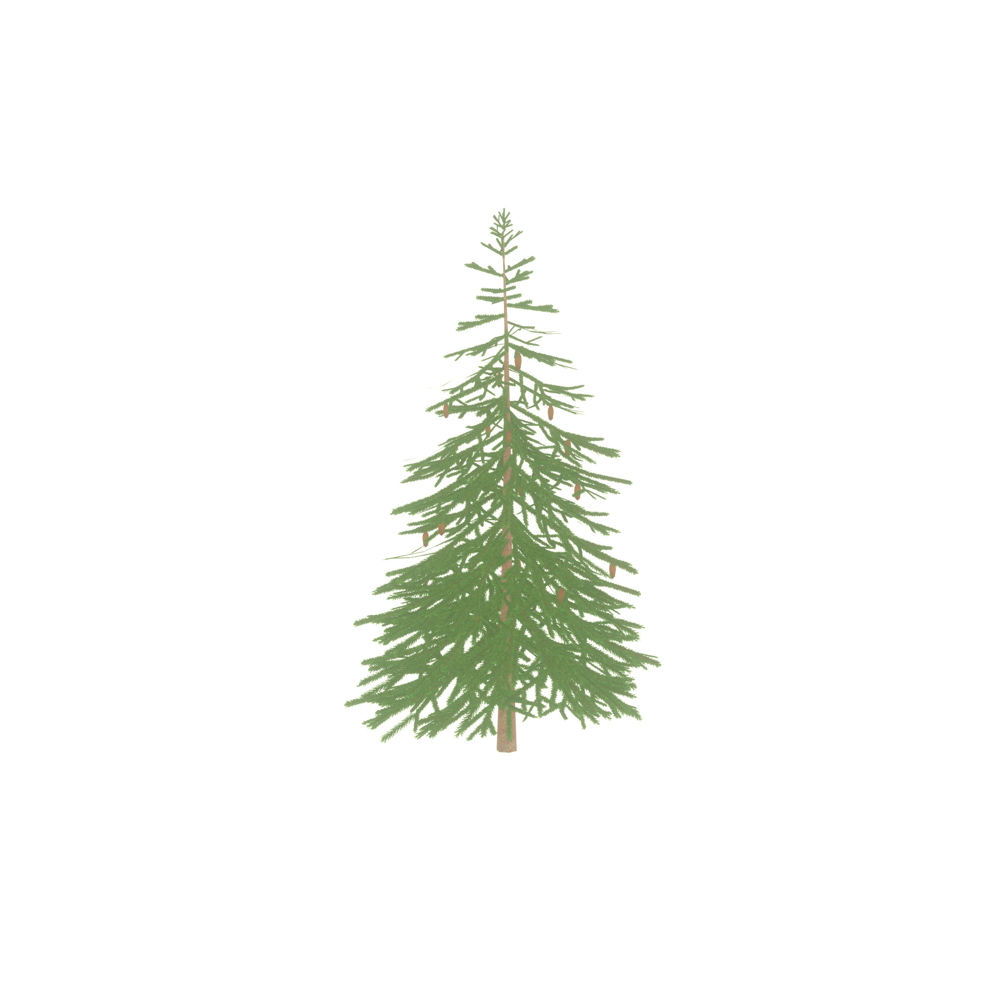 Spruce summer 4000mm Low-poly 3D model_24