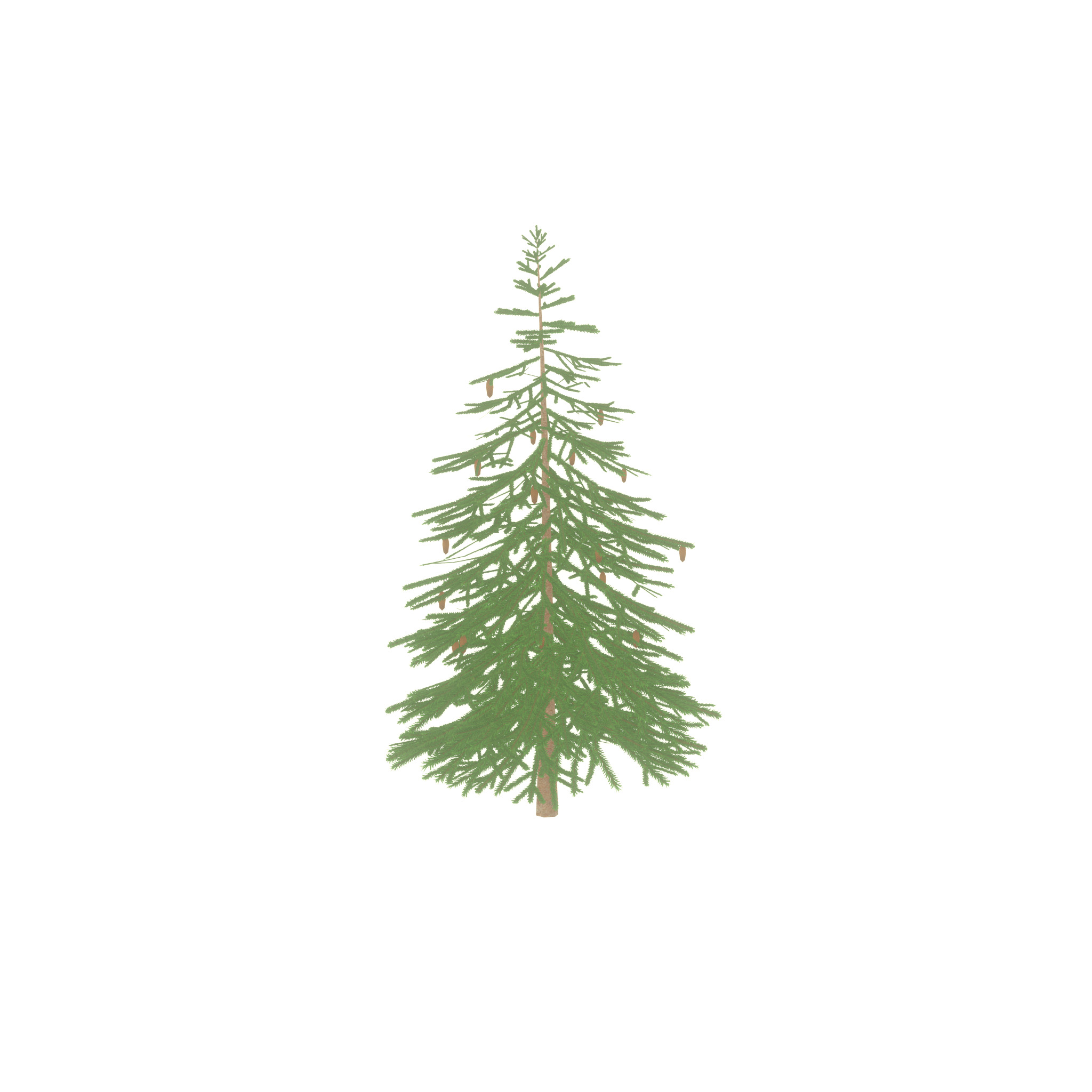 Spruce summer 4000mm Low-poly 3D model_34