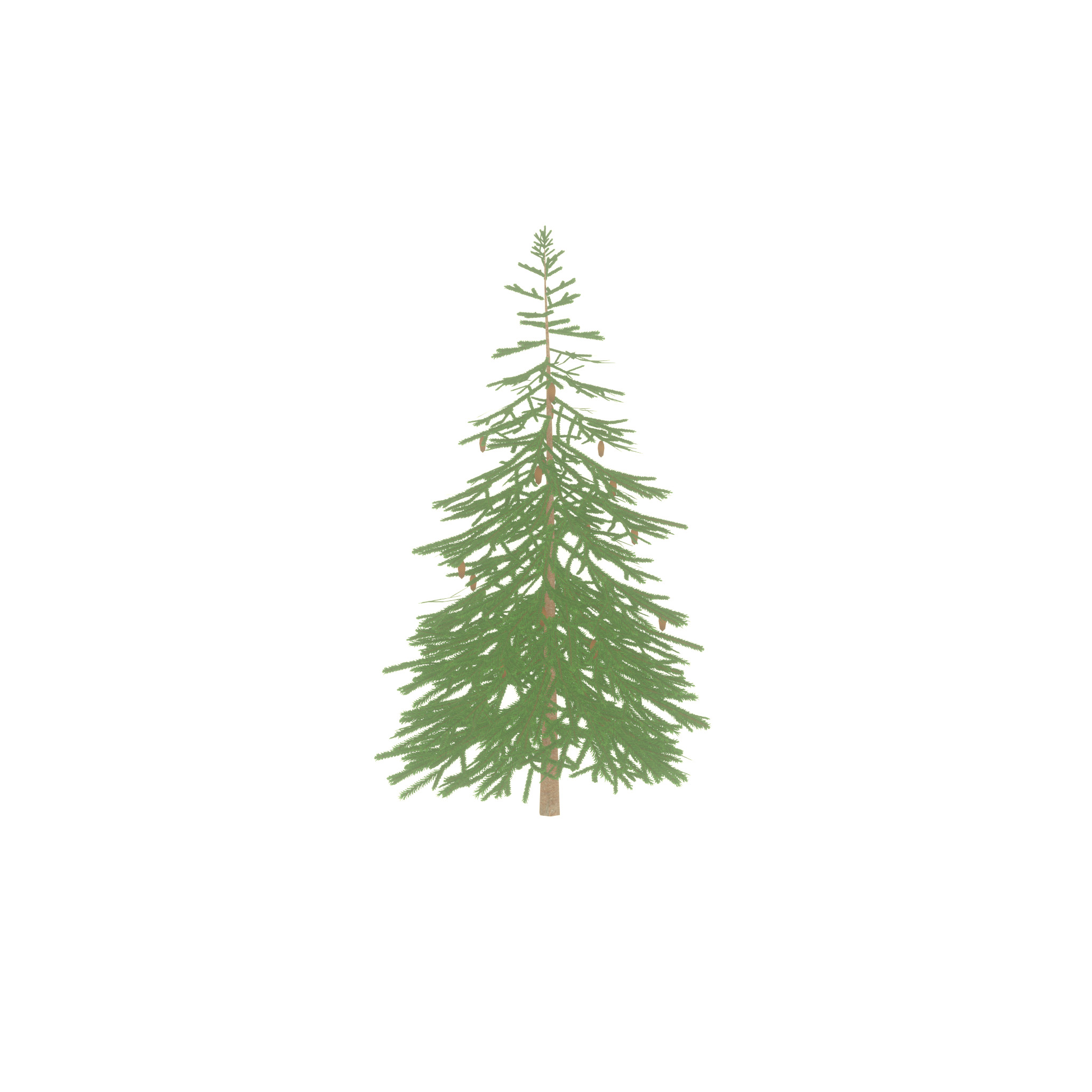 Spruce summer 4000mm Low-poly 3D model_25